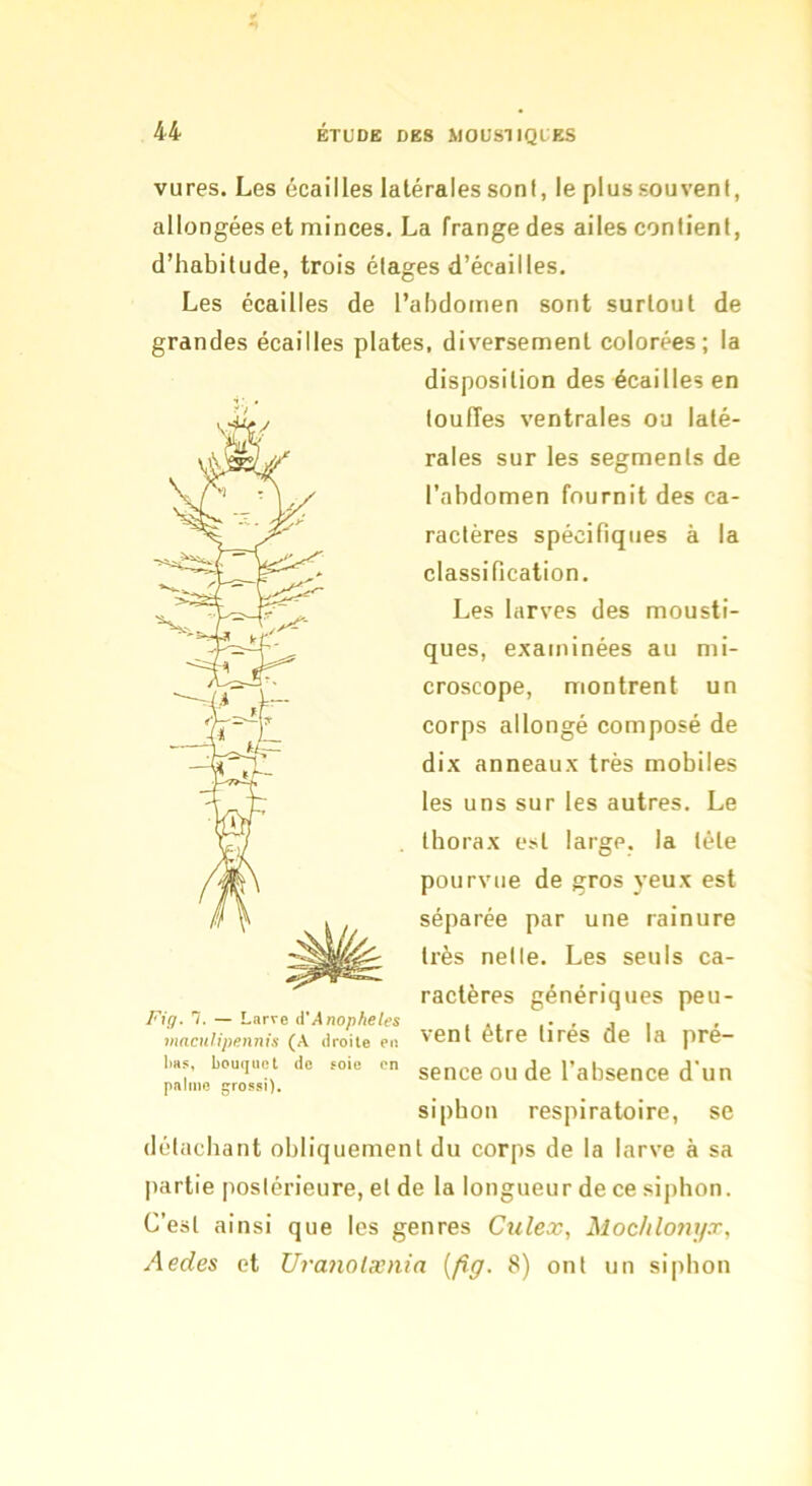 vures. Les écailles latérales sont, le plussouvent, allongées et minces. La frange des ailes contient, d’habitude, trois étages d’écailles. Les écailles de l’abdomen sont surtout de grandes écailles plates, diversement colorées; la disposition des écailles en touffes ventrales ou laté- rales sur les segments de l’abdomen fournit des ca- ractères spécifiques à la classification. Les larves des mousti- ques, examinées au mi- croscope, montrent un corps allongé composé de dix anneaux très mobiles les uns sur les autres. Le thorax est large, la tête pourvue de gros yeux est séparée par une rainure très nette. Les seuls ca- ractères génériques peu- vent être tirés de la pré- sence ou de l’absence d'un siphon respiratoire, se détachant obliquement du corps de la larve à sa partie postérieure, et de la longueur de ce siphon. C’est ainsi que les genres Culex, Mochlonyx, Aedes et Ura7iolænia {fig. 8) ont un siphon Fig. 1. — Larve d*Anophèles maCHÎipennis (A droite en i)Hs, bouquet de 5oie en palme grossi).