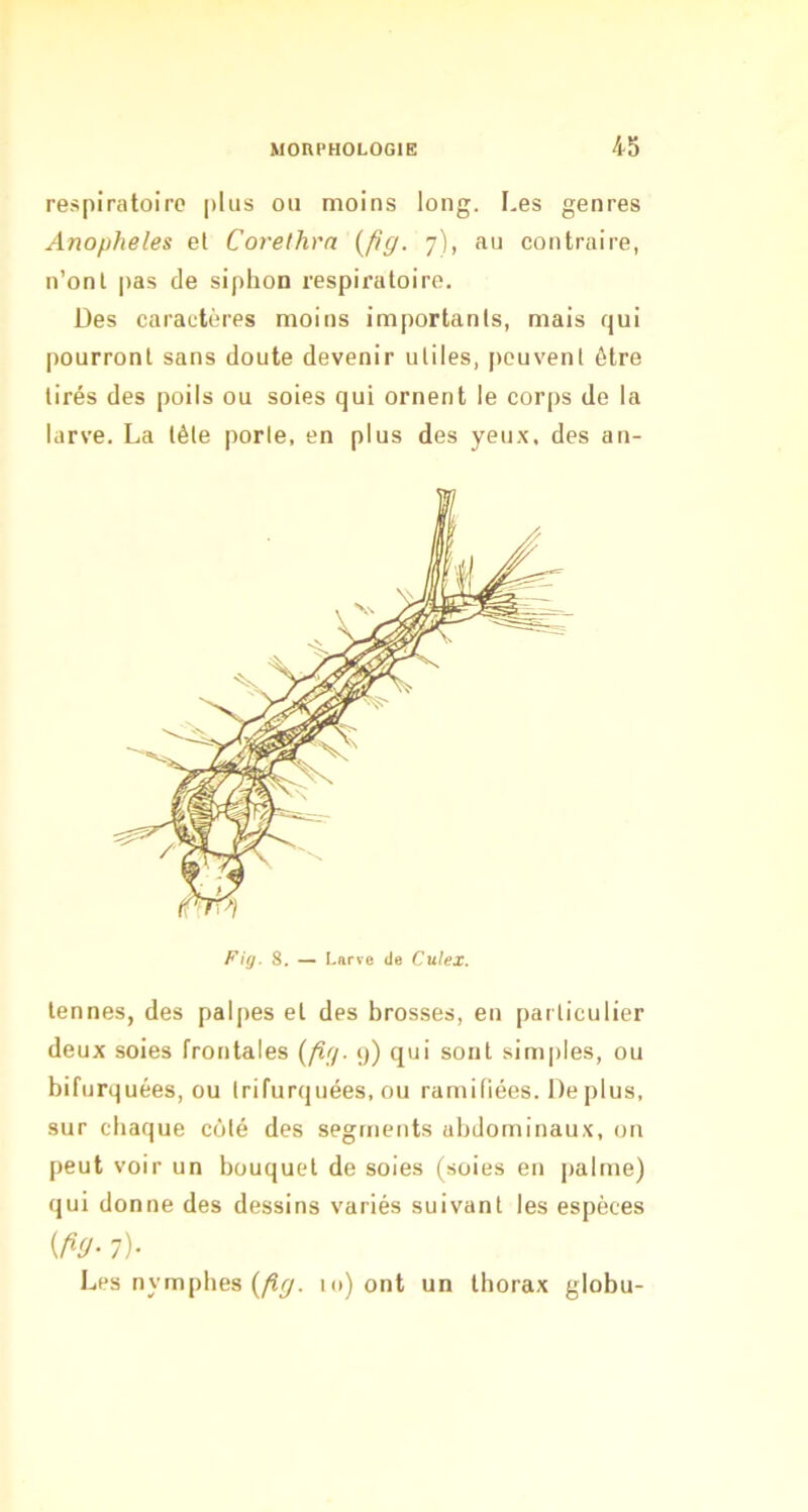 respiratoire plus ou moins long. Les genres Anopheles et Corethra {fig. 7), au contraire, n’onl pas de siphon respiratoire. Des caractères moins importants, mais qui pourront sans doute devenir utiles, peuvent être tirés des poils ou soies qui ornent le corps de la larve. La tête porte, en plus des yeux, des an- Fig. 8. — Larve de Culex. tenues, des palpes et des brosses, eu particulier deux soies frontales {fiff. 9) qui sont simples, ou bifurquées, ou trifurquées, ou ramifiées. De plus, sur chaque côté des segments abdominaux, on peut voir un bouquet de soies (soies en palme) qui donne des dessins variés suivant les espèces 7)- Les nymphes (/î^. m) ont un thorax globu-