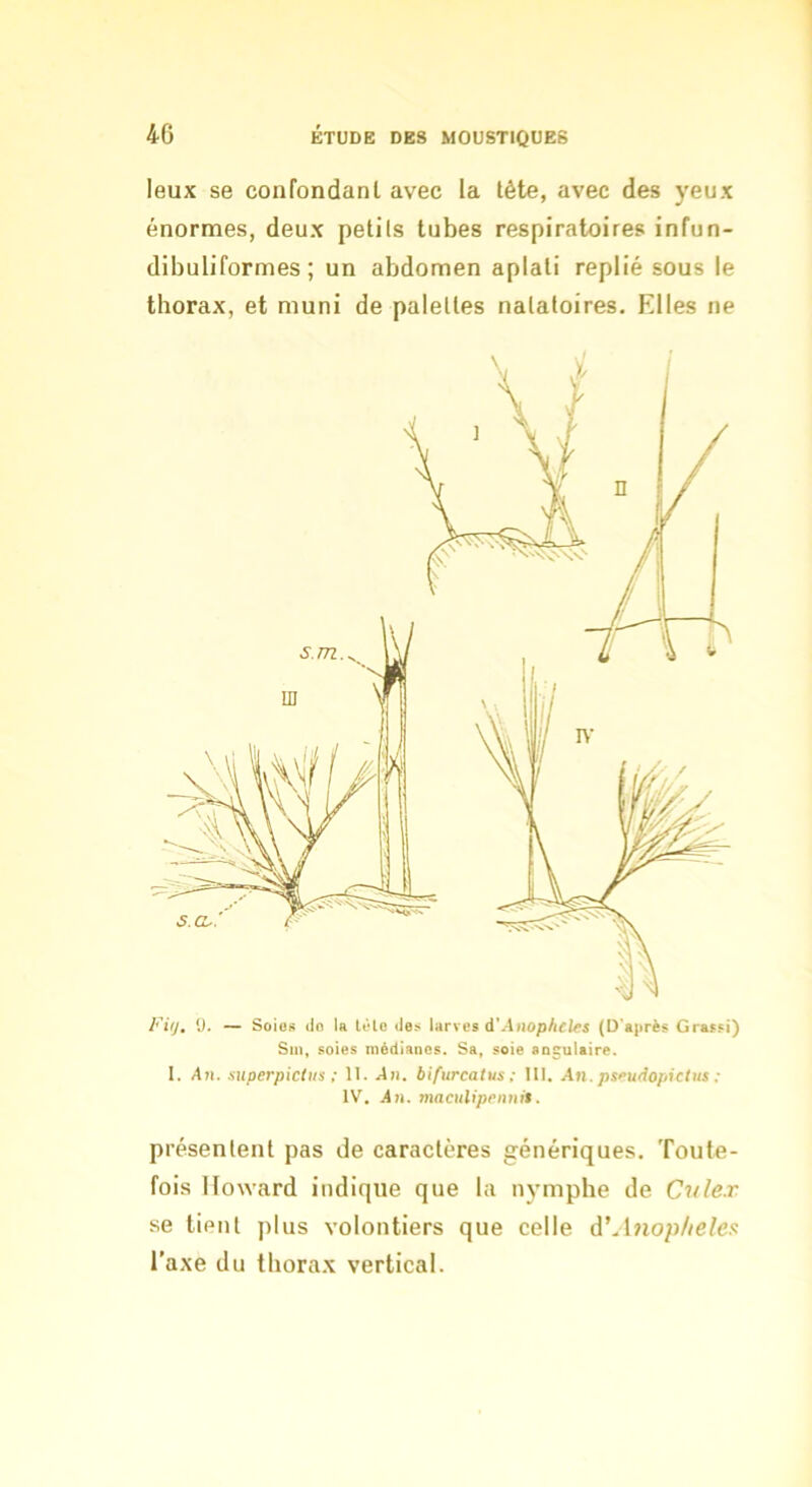 leux se confondanl avec la tête, avec des yeux énormes, deux petits tubes respiratoires infun- dibuliformes ; un abdomen aplati replié sous le thorax, et muni de palettes natatoires. Elles ne Fuj, 0. — Soios do la tôle des larves A'Anophcles (D'après Grassi) Sin, soles médianes. Sa, soie angulaire. I. An. superpicius : 11. An. bifurcatus; III, An.pseudopictus : IV, An. maculipennit. présentent pas de caractères génériques. Toute- fois Howard indique que la nj’mphe de Cvlex se lient plus volontiers que celle à'Anophèles l’axe du thorax vertical.
