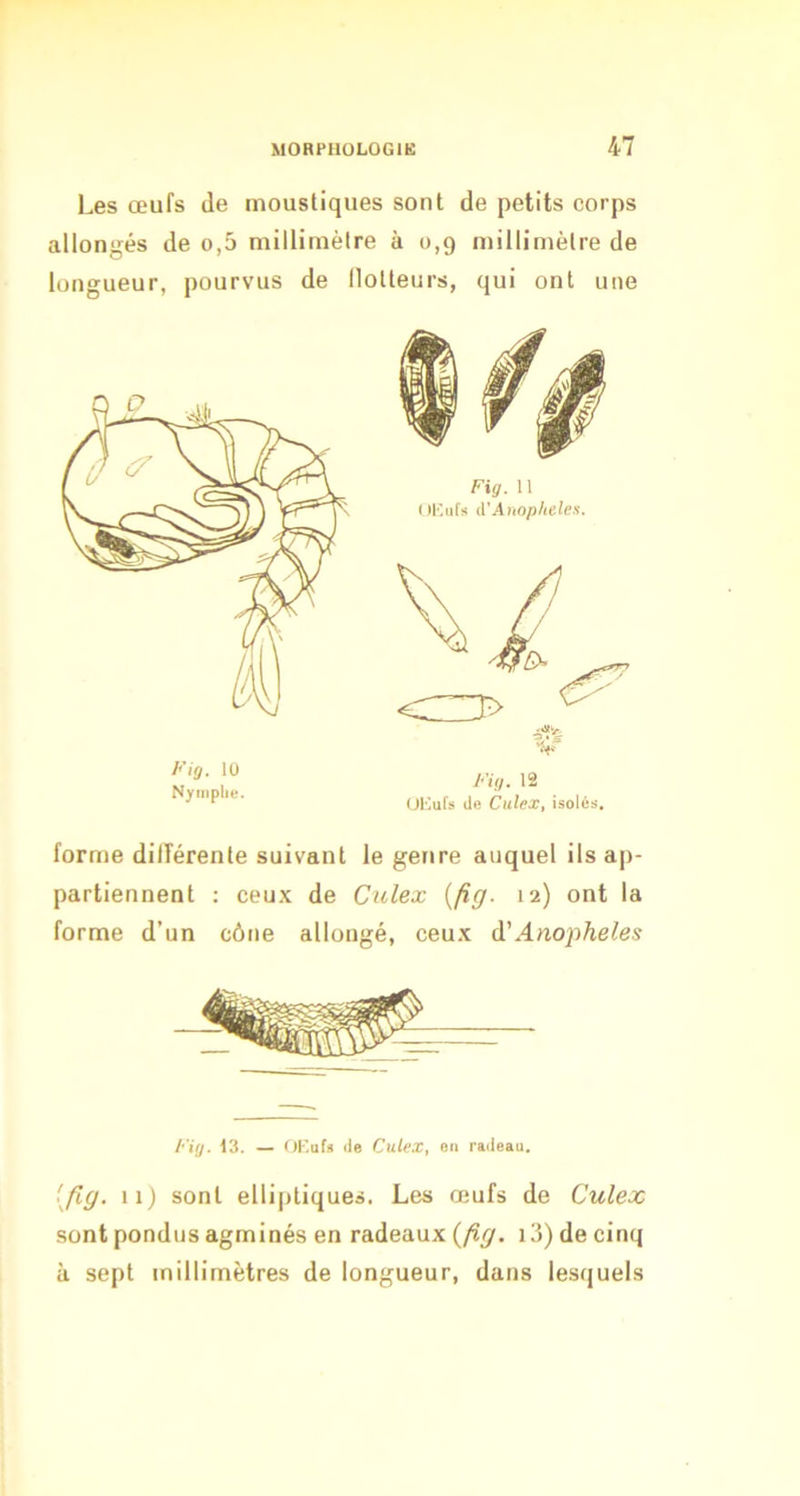 Les œufs de moustiques sont de petits corps allongés de o,5 millimètre à 0,9 millimètre de longueur, pourvus de llotteurs, qui ont une Fi(j. 10 Nymphe. Fig. 11 (iKufs A'.^nophelea. Fig. 12 Ollufs de Culex, isolés. forme différente suivant le genre auquel ils ap- partiennent : ceux de Culex {fig. 12) ont la forme d’un cône allongé, ceux à'Anopheles Fig. 13. — OKufs de Culex, en radeau. [fig. 11) sont elliptiques. Les œufs de Culex sont pondus agminés en radeaux {fig. 13) de cinq à sept millimètres de longueur, dans lesquels