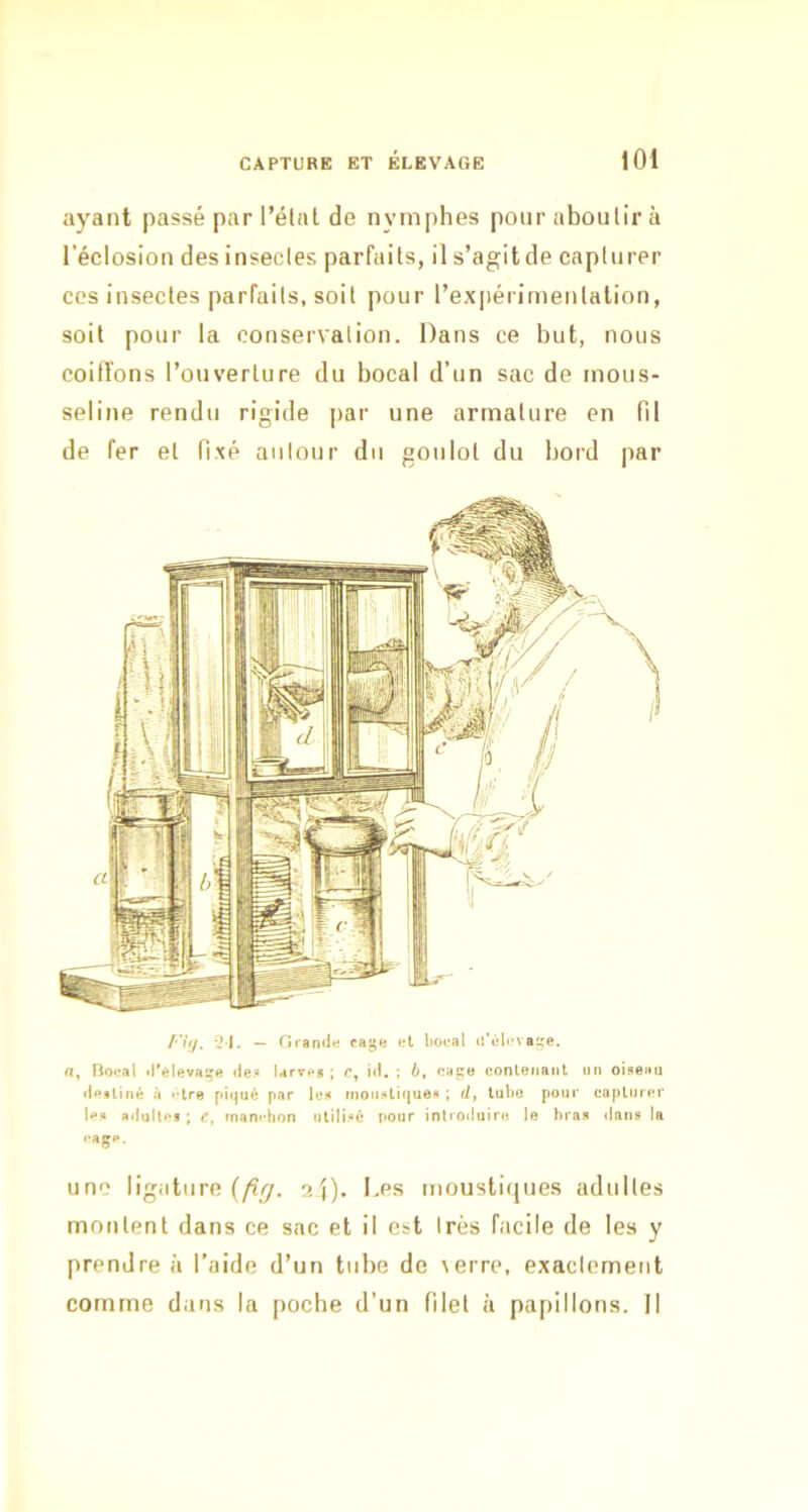 ayant passé par l’élat de nymphes pour aboutir à l’éclosion des insectes parfaits, il s’agit de capturer CCS insectes parfaits, soit pour l’expérimentation, soit pour la conservation. Dans ce but, nous coilïons l’ouverture du bocal d’un sac de mous- seline rendu rigide par une armature en fil de fer et fixé autour du goulot du bord par l’ifj. '2 J. — Orandu el bocal o’élcvaiçe. rt, Bocal «raleva^e flet» larve» ; r, iti, ; b, caga eonleiiant un oi»ei<u iletiiné à cire piqué par le» moii»tiqu0« ; d, tubo poiir eaplurer le» adultes ; e, manchon uti]ii>é pour intiotiuiru le hra» dan» la cage. une ligature (/î^. Les moustiques adultes montent dans ce sac et il est très facile de les y prendre à l’aide d’un tube de \erre, exactement comme dans la [>oche d’un filet à papillons. Il