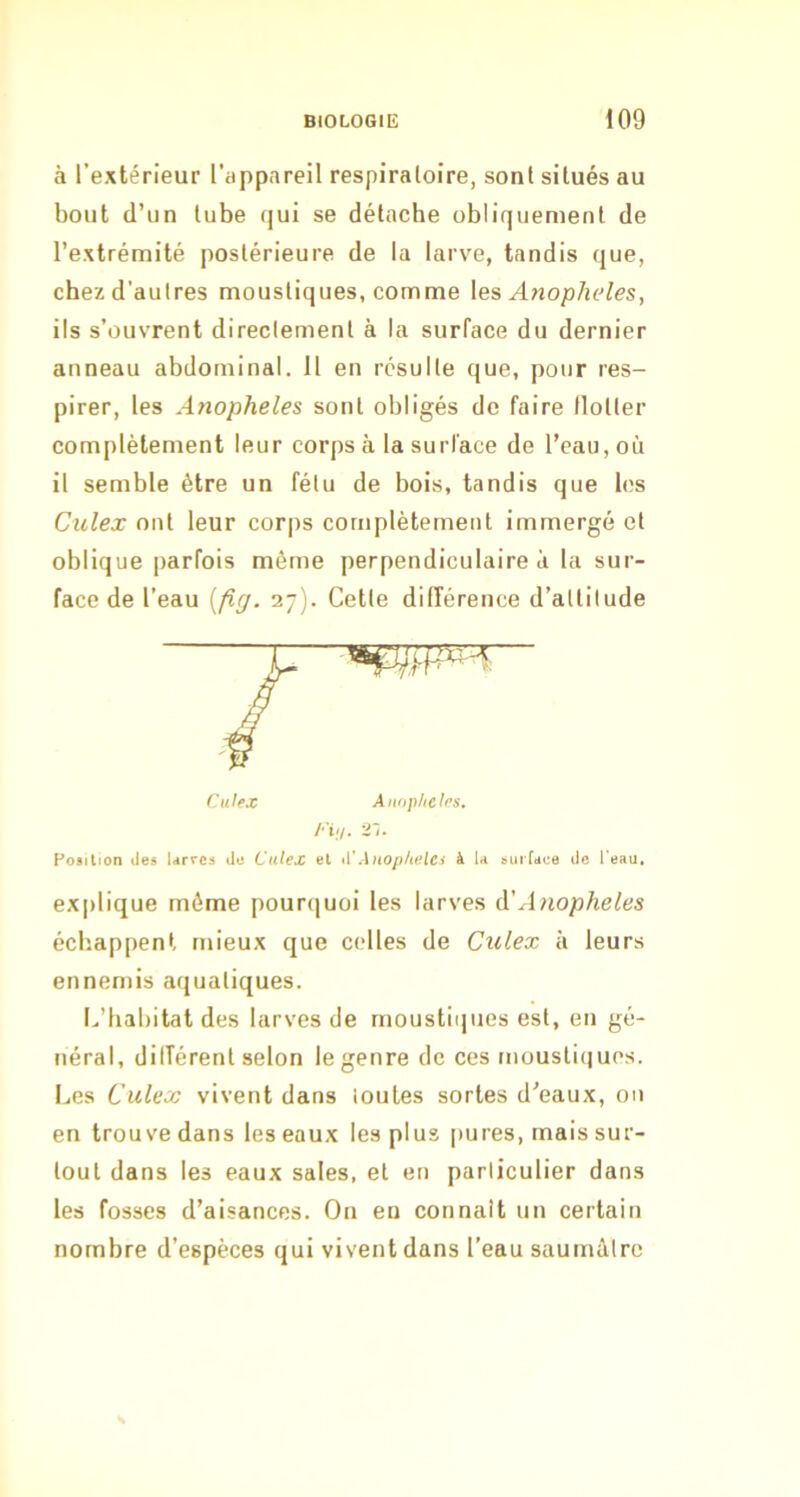 à l’extérieur l'appareil respiratoire, sont situés au bout d’un tube qui se détache obliquement de l’extrémité postérieure de la larve, tandis que, chez d’autres moustiques, comme \es AtiopJieles, ils s’ouvrent directement à la surface du dernier anneau abdominal. Il en résulte que, pour res- pirer, les Anopheles sont obligés de faire (lotter complètement leur corps à la surface de l’eau, où il semble être un fétu de bois, tandis que les Culex ont leur corps complètement immergé et oblique parfois même perpendiculaire à la sur- face de l’eau {fig. 27). Cette diiïérence d’attitude explique même pourquoi les larves à'A7iopheles échappent mieux que celles de Culex à leurs ennemis aquatiques. L’habitat des larves de moustiques est, en gé- néral, dilîérent selon le genre de ces moustiques. Les Culex vivent dans toutes sortes d’eaux, ou en trouve dans les eaux les plus [lures, mais sur- tout dans les eaux sales, et en particulier dans les fosses d’aisances. On en connaît un certain nombre d’espèces qui vivent dans l’eau saumilrc