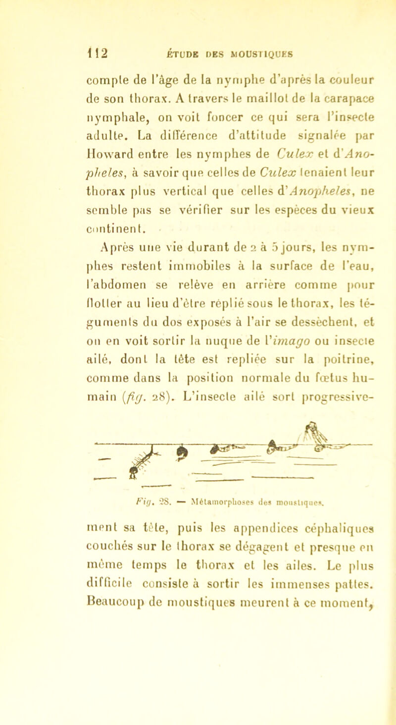 comple de l’âge de la nyniphe d’après la couleur de son thorax. A travers le maillot de la carapace iiymphale, on voit foncer ce qui sera l’insecte adulte. La dilTérence d’altitude signalée par Howard entre les nymphes de Culev et à!Ano~ pheles, à savoir que. celles de Culex tenaient leur thorax plus vertical que celles A'Anofilieles, ne semble pas se vérifier sur les espèces du vieux continent. ■Après une vie durant de 2 à ,ô jours, les nym- phes restent immobiles à la surface de l’eau, l’abdomen se relève en arrière comme |iour (lotter au lieu d’èlre replié sous le thorax, les té- guments du dos exposés à l’air se dessèchent, et on en voit sortir la nuque de Vimago ou insecte ailé, dont la tête est repliée sur la poitrine, comme dans la position normale du fœtus hu- main [fig. 28). L’insecte ailé sort progressive- ment sa tète, puis les appendices céphaliques couchés sur le thorax se dégagent et presque en même temps le thorax et les ailes. Le plus difficile consiste à sortir les immenses pattes. Beaucoup de moustiques meurent à ce moment, Fi(jt *?S. ■— Mélamorphoses des moustiques.