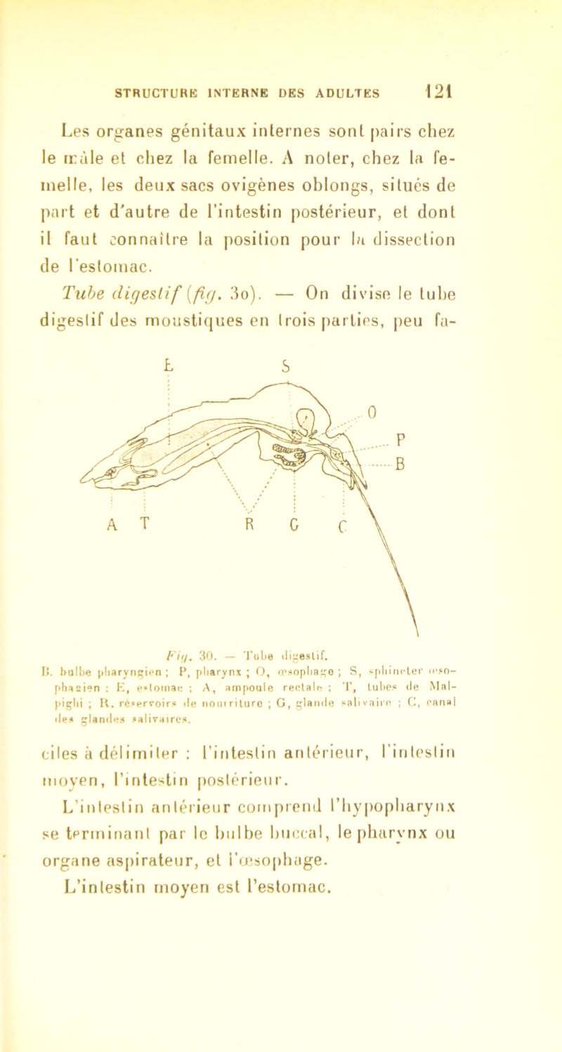 Les organes génitaux internes sont pairs chez le irùle et chez la femelle. A noter, chez la fe- melle, les deux sacs ovigènes ohlongs, situés de part et d’autre de l’intestin postérieur, et dont il faut connaître la position pour lu dissection de l’estomac. Tube digeslif{fi(j. 3o). — On divise le tuhe digestif des moustiques en trois parties, peu fa- L S /'V//. 30. — 'Kube iliue»lif. U. bulbe pliarynt»i*'n ; P, pharynx ; O, m^opliaço ; S, spbinrler n-so- phacien : K, e*loinae ; A, ampoule reclair? : T, tul>cs de Mnl- piglii ; K. rè«ervoiri» do nouirilurc ; G, glande salivairtt ; C, eanal deti glandes saliraircs. cites à délimiter ; l’intestin antérieur, l’inteslin moyen, l’intestin postérieur. L’intestin antérieur comprend l’hypopharynx se terminant par le hiilhe buccal, le pharynx ou organe aspirateur, et l’cusophage. L’intestin moyen est l’estomac.