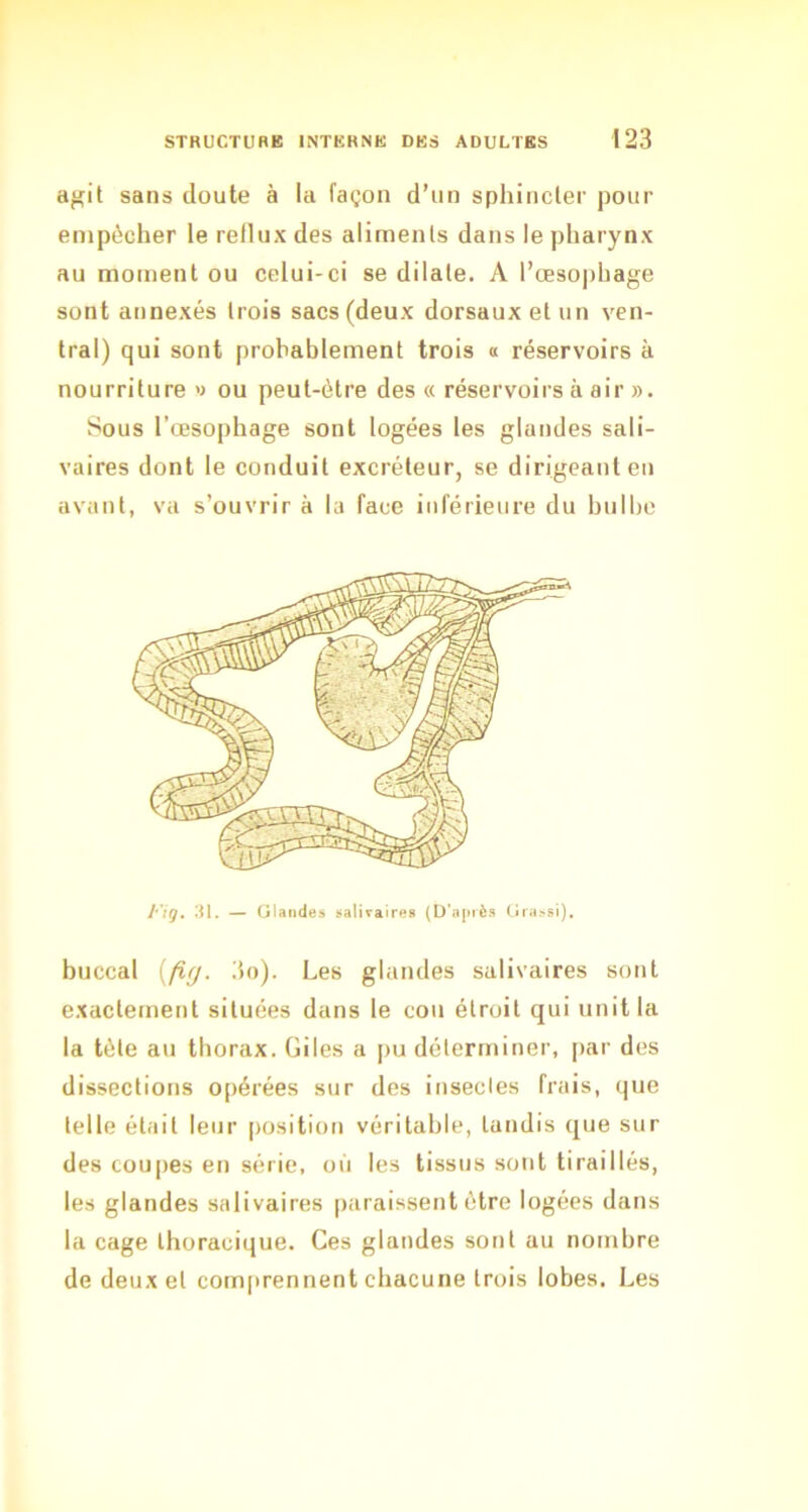 a^it sans doute à la façon d’un sphincler pour empêcher le reflux des aliments dans le pharynx au moment ou celui-ci se dilate. A l’œsophage sont annexés trois sacs (deux dorsaux et un ven- tral) qui sont probablement trois « réservoirs à nourriture « ou peut-être des « réservoirs à air ». Sous l’œsophage sont logées les glandes sali- vaires dont le conduit excréteur, se dirigeant en avant, va s’ouvrir à la face inférieure du hulhe l'ig, 31. — Glandes saliraires (Ü‘a[nès Gra>si), buccal {fiy. 3o). Les glandes salivaires sont exactement situées dans le cou étroit qui unit la la tête au thorax. Giles a pu déterminer, [lar des dissections opérées sur des insectes frais, que telle était leur position véritable, tandis que sur des coupes en série, ou les tissus sont tiraillés, les glandes salivaires paraissent être logées dans la cage thoracique. Ces glandes sont au nombre de deux et comprennent chacune trois lobes. Les