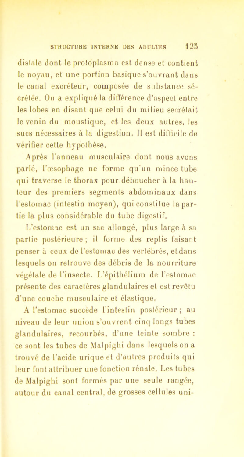 distale dont le proloplasma est dense et contient le noyau, et une portion basique s’ouvrant dans le canal excréteur, composée de substance sé- crétée. On a expliqué la dilTérence d’aspect entre les lobes en disant que celui du milieu secrétait le venin du moustique, et les deux autres, les sucs nécessaires à la digestion. Il est diflicile de vérifier cette hypothèse. Après l’anneau musculaire dont nous avons parlé, l’œsophage ne forme qu’un mince tube qui traverse le thorax pour déboucher à la hau- teur des premiers segments abdominaux dans l’estomac (intestin moyen), qui constitue la par- tie la plus considérable du tube digestif. L’estomac est un sac allongé, plus large à sa partie postérieure; il forme des replis faisant penser à ceux de l’estomac des vertébrés, etdans lesquels on retrouve des débris de la nourriture végétale de l’insecte. L’épithélium de l’estomac présente des caractères glandulaires et est revêtu d’une couche musculaire et élastique. A l’estomac succède l’intestin postérieur; au niveau de leur union s’ouvrent cin(] longs tubes glandulaires, recourbés, d’une teinte sombre : ce sont les tubes de Malpighi dans lesquels on a trouvé de l’acide urique et d’autres produits qui leur font attribuer une fonction rénale. Los tubes de Malpighi sont formés par une seule rangée, autour du canal central, de grosses cellules uni-