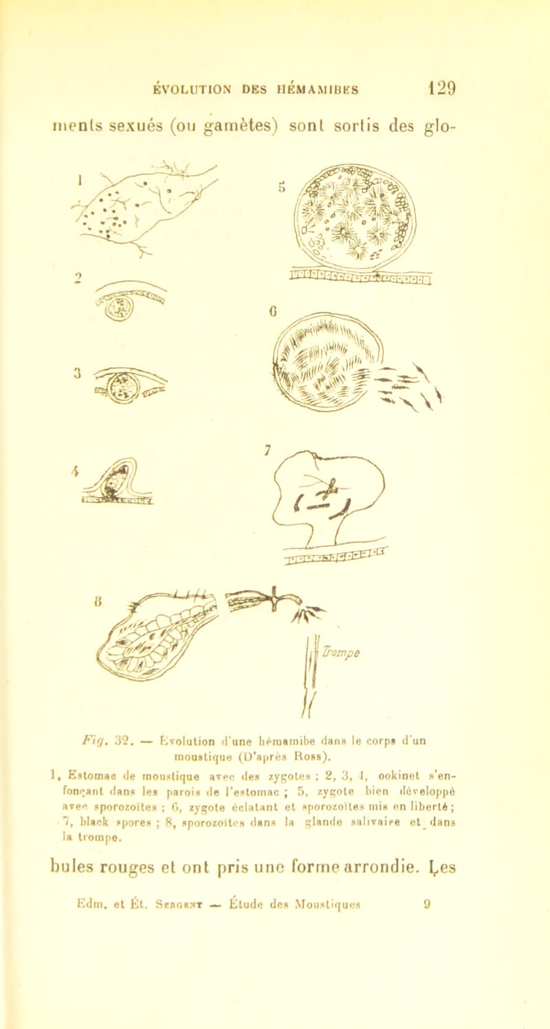 menls sexués (ou gamètes) sont sortis des glo- Fï(j, 35. — r>olution d'une héroainibe dans le corpi d’un mou8li(|U6 (D'après Koss). 1, Estomac de moustique avec des zygotes ; 2, 3* 1, ookinet s'en- fon<*ant dans ]es parois île l’estomac ; 5, zygote bien développé avec sporozoïtes ; 0, zygote éclatant et sporozoïtes mis en liberté; 7, black spores ; 8, sporozoïtes dans la glande salivaire et dans la trompe. bules rouges et ont pris une forme arrondie. I^es Kdm. et Et. Szrgr:it Étude des Moustiques 9
