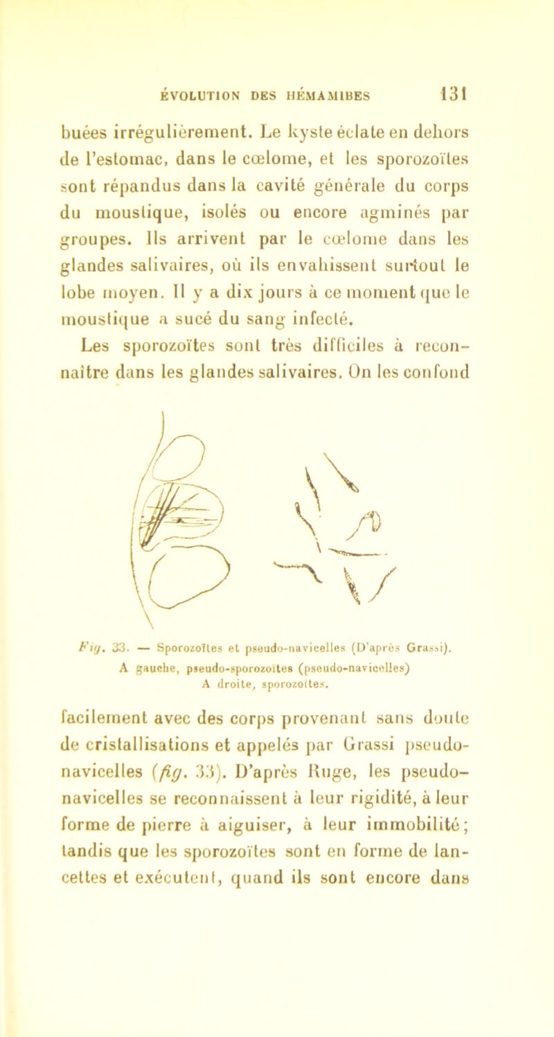 buées irrégulièrement. Le kyste éclate en dehors de l’estomac, dans le cœlome, et les sporozoïtes sont répandus dans la cavité générale du corps du moustique, isolés ou encore agrninés par groupes. Ils arrivent par le cœlome dans les glandes salivaires, où ils envahissent surtout le lobe moyen. 11 y a dix jours à ce moment que le moustique a sucé du sang infecté. Les sporozoïtes sont très difficiles à recon- naître dans les glandes salivaires. On les confond t'uj, 33. ~ SporozoUes el pseudo-navicelles (D’après Gras.'>i). A gauche, pieudo-.«porozoites (pseu(io*navicoUes) A droite^ sporozoïte.'^. facilement avec des corps provenant sans doute de cristallisations et appelés par Grassi pseudo- navicelles {/ig. 33). D’après linge, les pseudo- navicelles se reconnaissent à leur rigidité, à leur forme de pierre à aiguiser, à leur immobilité; tandis que les sporozoïtes sont en forme de lan- cettes et exécutent, quand ils sont encore dans