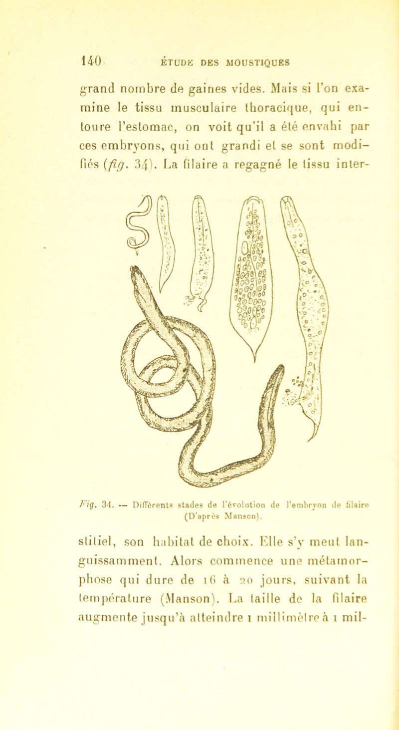 grand nombre de gaines vides. Mais si l’on exa- mine le tissu musculaire thoracique, qui en- toure l’estomac, on voit qu’il a été envahi par ces embryons, qui ont grandi et se sont modi- fiés {fig. 34). La filaire a regagné le tissu inter- /m<7. 34. — DifTérenls «tlades de l'éroUition de l’embryon de hlaire (D'après Mansoii). sliliel, son habitat de choix. Elle s’y meut lan- guissamment. Alors commence une métamor- phose qui dure de i(> à 20 jours, suivant la température (.Manson). La taille de la Pilaire augmente jusqu’<à atteindre 1 millimètre à 1 mil-