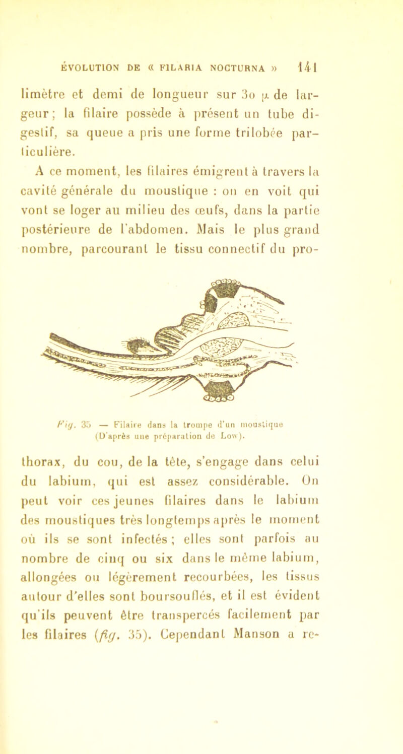limètre et demi de longueur sur 3o jj. de lar- geur ; la filaire possède à présent un tube di- gestif, sa queue a pris une forme trilobée par- liculière. A ce moment, les blaires émigrent à travers la cavité générale du moustique : on en voit qui vont se loger au milieu des œufs, dans la partie postérieure de l’abdomen. Mais le plus grand nombre, parcourant le tissu connectif du pro- 35 — Filaire dans la trompe d’un moustique (D'après une préparation de Low). thorax, du cou, de la tête, s’engage dans celui du labium, qui est assez considérable. On peut voir ces jeunes blaires dans le labium des moustiques très longtemps après le moment où ils se sont infectés; elles sont parfois au nombre de cinq ou six dans le même labium, allongées ou légèrement recourbées, les tissus autour d'elles sont boursoullés, et il est évident qu'ils peuvent être transpercés facilement par les filaires {fig, 35). Cej)endant Manson a re-