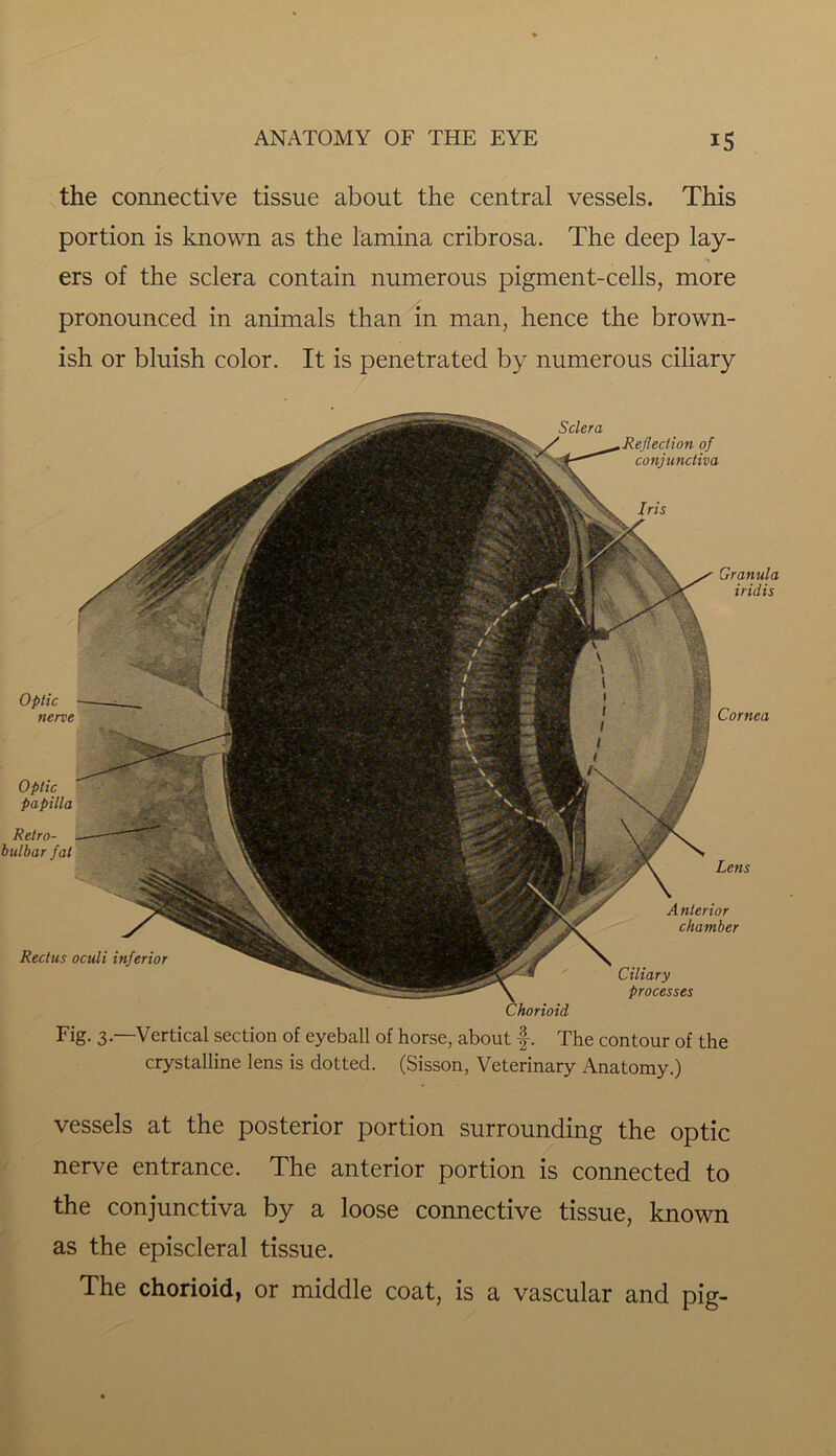 the connective tissue about the central vessels. This portion is known as the lamina cribrosa. The deep lay- ers of the sclera contain numerous pigment-cells, more pronounced in animals than in man, hence the brown- ish or bluish color. It is penetrated by numerous ciliary Granula iridis Sclera of conjunctiva Optic nerve Optic papilla Retro- bulbar fat Rectus oculi inferior Cornea Lens Anterior chamber Ciliary processes Fig. 3—Vertical section of eyeball of horse, about f. The contour of the crystalline lens is dotted. (Sisson, Veterinary Anatomy.) vessels at the posterior portion surrounding the optic nerve entrance. The anterior portion is connected to the conjunctiva by a loose connective tissue, known as the episcleral tissue. The chorioid, or middle coat, is a vascular and pig-