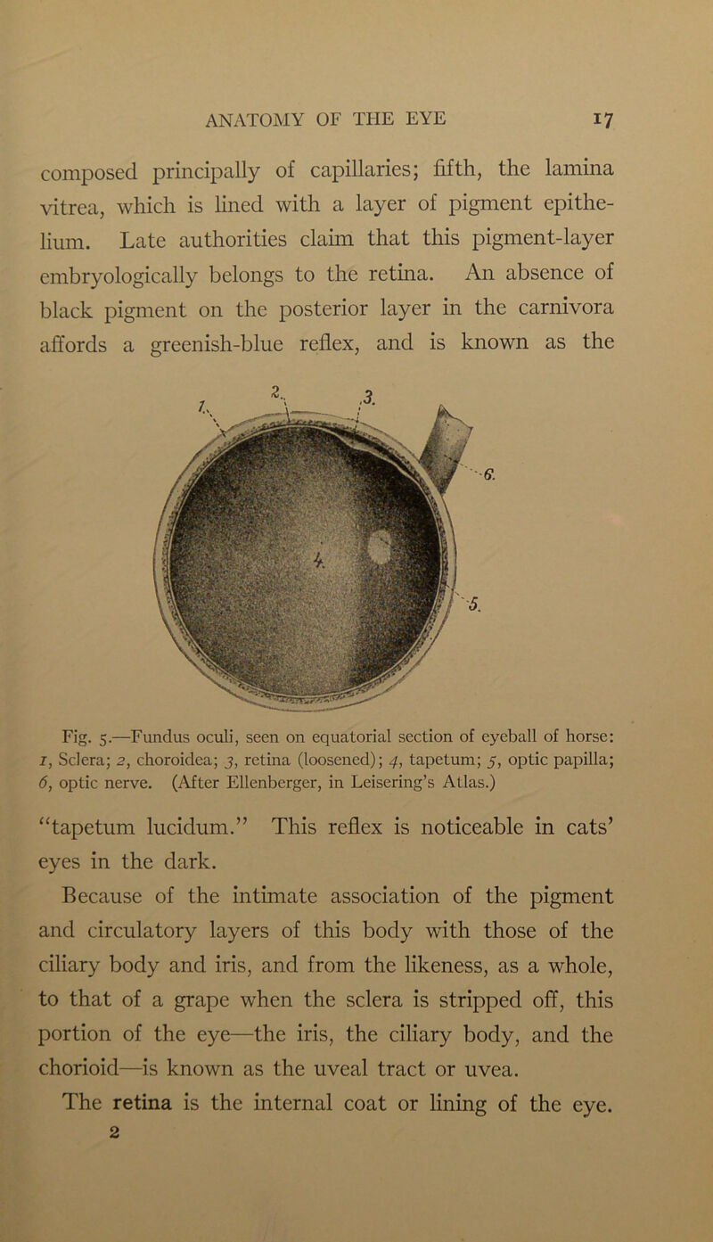 composed principally of capillaries; fifth, the lamina vitrea, which is lined with a layer of pigment epithe- lium. Late authorities claim that this pigment-layer embryologically belongs to the retina. An absence of black pigment on the posterior layer in the carnivora affords a greenish-blue reflex, and is known as the Fig. 5.—Fundus oculi, seen on equatorial section of eyeball of horse: 1, Sclera; 2, choroidea; 3, retina (loosened); 4, tapetum; 5, optic papilla; 6, optic nerve. (After Ellenberger, in Leisering’s Atlas.) “tapetum lucidum.” This reflex is noticeable in cats’ eyes in the dark. Because of the intimate association of the pigment and circulatory layers of this body with those of the ciliary body and iris, and from the likeness, as a whole, to that of a grape when the sclera is stripped off, this portion of the eye—the iris, the ciliary body, and the chorioid—is known as the uveal tract or uvea. The retina is the internal coat or lining of the eye. 2