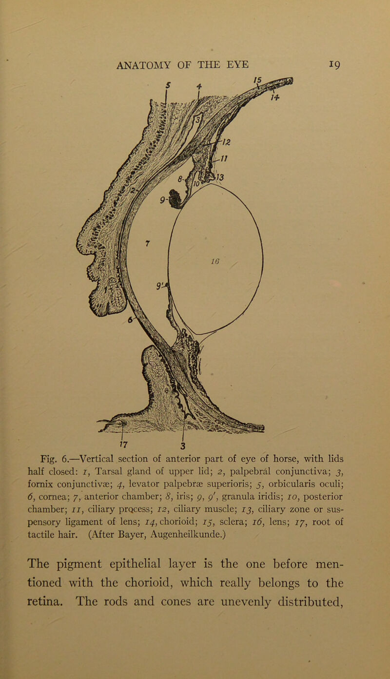 Fig. 6.—Vertical section of anterior part of eye of horse, with lids half closed: 1, Tarsal gland of upper lid; 2, palpebral conjunctiva; 3, fornix conjunctivse; 4, levator palpebrae superioris; 5, orbicularis oculi; 6, cornea; 7, anterior chamber; 8, iris; p, p', granula iridis; 10, posterior chamber; 11, ciliary prQcess; 12, ciliary muscle; 13, ciliary zone or sus- pensory ligament of lens; 14, chorioid; 15, sclera; 16, lens; 17, root of tactile hair. (After Bayer, Augenheilkunde.) The pigment epithelial layer is the one before men- tioned with the chorioid, which really belongs to the retina. The rods and cones are unevenly distributed,