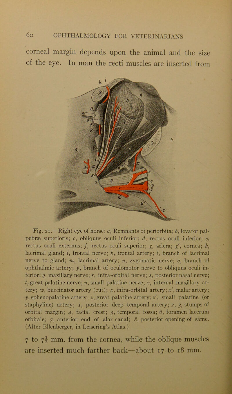 corneal margin depends upon the animal and the size of the eye. In man the recti muscles are inserted from Fig. 21.—Right eye of horse: a, Remnants of periorbita; b, levator pal- pebrae superioris; c, obliquus oculi inferior; d,- rectus oculi inferior; c, rectus oculi externus; /, rectus oculi superior; g, sclera; g', cornea; h, lacrimal gland; i, frontal nerve; k, frontal artery; l, branch of lacrimal nerve to gland; m, lacrimal artery; n, zygomatic nerve; o, branch of ophthalmic artery; p, branch of oculomotor nerve to obliquus oculi in- ferior; q, maxillary nerve; r, infra-orbital nerve; s, posterior nasal nerve; t, great palatine nerve; u, small palatine nerve; v, internal maxillary ar- tery; w, buccinator artery (cut); x, infra-orbital artery; x', malar artery; y, sphenopalatine artery; a, great palatine artery; z', small palatine (or staphyline) artery; i, posterior deep temporal artery; 2, j, stumps of orbital margin; 4, facial crest; 5, temporal fossa; 6, foramen lacerum orbitale; 7, anterior end of alar canal; 8, posterior opening of same. (After Ellenberger, in Leisering’s Atlas.) 7 to 7^ mm. from the cornea, while the oblique muscles are inserted much farther back—about 17 to 18 mm.