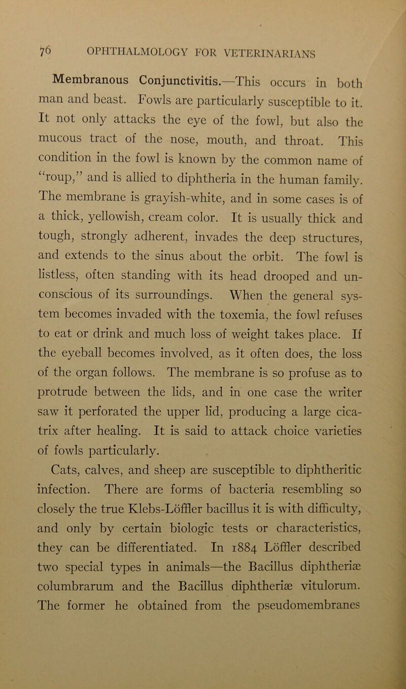 Membranous Conjunctivitis—This occurs in both man and beast. Fowls arc particularly susceptible to it. It not only attacks the eye of the fowl, but also the mucous tract of the nose, mouth, and throat. This condition in the fowl is known by the common name of “roup,” and is allied to diphtheria in the human family. The membrane is grayish-white, and in some cases is of a thick, yellowish, cream color. It is usually thick and tough, strongly adherent, invades the deep structures, and extends to the sinus about the orbit. The fowl is listless, often standing with its head drooped and un- conscious of its surroundings. When the general sys- tem becomes invaded with the toxemia, the fowl refuses to eat or drink and much loss of weight takes place. If the eyeball becomes involved, as it often does, the loss of the organ follows. The membrane is so profuse as to protrude between the lids, and in one case the writer saw it perforated the upper lid, producing a large cica- trix after healing. It is said to attack choice varieties of fowls particularly. Cats, calves, and sheep are susceptible to diphtheritic infection. There are forms of bacteria resembling so closely the true Klebs-Loffler bacillus it is with difficulty, and only by certain biologic tests or characteristics, they can be differentiated. In 1884 Loffler described two special types in animals—the Bacillus diphtherias columbrarum and the Bacillus diphtheriae vitulorum. The former he obtained from the pseudomembranes