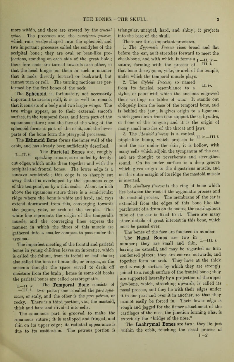 more within, and these are crossed by the crucial spine. The processes are, the cuneiform process, which runs wedge-shaped into the sphenoid, and two important processes called the condyles of the occipital hone ; they are oval or bean-like pro- jections, standing on each side of the great hole ; their fore ends are turned towards each other, so that the head hinges on them in such a manner that it nods directly forward or backward, but cannot turn or roll. The turning motions are per- formed by the first bones of the neck. The Sphenoid is, fortunately, not necessarily important to artists; still, it is as well to remark that it consists of a body and two larger wings. The two wings appear, as to their external smooth surface, in the temporal fossa, and form part of the squamous suture; and the face of the wing of the sphenoid forms a part of the orbit, and the lower parts of the bone form the pterygoid processes. The Ethmoid Bone forms the inner wall of the orbit, and has already been sufficiently described. .. The Parietal Bones are, roughly speaking, square, surrounded by deeply- cut edges, which unite them together and with the occipital and frontal bones. The lower edge is a concave semicircle; this edge is so sharply cut away that it is overlapped by the squamous edge of the temporal, as by a thin scale. About an inch above the squamous suture there is a semicircular ridge where the bone is white and hard, and rays extend downward from this, converging towards the jugum, yoke, or arch of the temple. This white line represents the origin of the temporalis muscle, and the converging lines express the manner in which the fibres of this muscle are gathered into a smaller compass to pass under the zygoma. The imperfect meeting of the frontal and parietal bones in young children leaves an interstice, which is called the folium, from its trefoil or leaf shape; also called the fons or fontanelle, or bregma, as the ancients thought the space served to drain off moisture from the brain ; hence in some old books the parietal bones are called ossabregmatis. i.—ti. iv. The Temporal Bone consists of —III. i- two parts ; one is called thq pars squa- mosa, or scaly, and the other is the pars petrosa, or rocky. There is a third portion, viz., the mastoid, thick and hard and divided into cells. The squamous part is grooved to make the squamous suture ; it is scalloped and fringed, and thin on its upper edge; its radiated appearance is due to its ossification. The petrous portion is triangular, unequal, hard, and shiny; it projects into the base of the skull. There are three important processes. 1. The Zygomatic Process rises broad and flat before the ear, as it stretches forward to meet the cheek-bone, and with which it forms a j n, jv- suture, forming with the process of HL that bone the zygoma, yoke, or arch of the temple, under which the temporal muscle plays. 2. The Styloid Process, so named IX. iv from its fancied resemblance to a stylus, or point with which the ancients engraved their writings on tables of wax. It stands out obliquely from the base of the temporal bone, and is behind the jaw ; it gives origin to a ligament which goes down from it to support the os hyoides, or bone of the tongue ; and it is the origin of many small muscles of the throat and jaws. 3. The Mastoid Process is a conical, . ^ . nipple-like bump, which projects be- hind the ear under the skin ; it is hollow, with many cells which adjoin the tympanum of the ear, and are thought to reverberate and strengthen sound. On its under surface is a deep groove which gives origin to the digastricus muscle, and on the outer margin of its ridge the mastoid muscle is inserted. The Auditory Process is the ring of bone which lies between the root of the zygomatic process and the mastoid process. The membrane of the ear is extended from the edges of this bone like the parchment of a drum on its hoops; the cartilaginous tube of the ear is fixed to it. There are many other details of great interest in this bone, which must be passed over. The bones of the face are fourteen in number. The Nasal Bones are two in j _m . number; they are small and thin, having no cancelli, and may be regarded as firm condensed plates; they are convex outwards, and together form an arch. They have at the thick end a rough surface, by which they are strongly joined to a rough surface of the frontal bone ; they are supported laterally by a projection of the upper jaw-bone, which, stretching upwards, is called its nasal process, and they lie with their edges under it in one part and over it in another, so that they cannot easily be forced in. Their lower edge is rough and jagged for the firmer attachment of the cartilages of the nose, the junction forming what, is exteriorly the “bridge of the nose.” The Lachrymal Bones are two; they lie just within the orbit, touching the nasal process of 1 -2