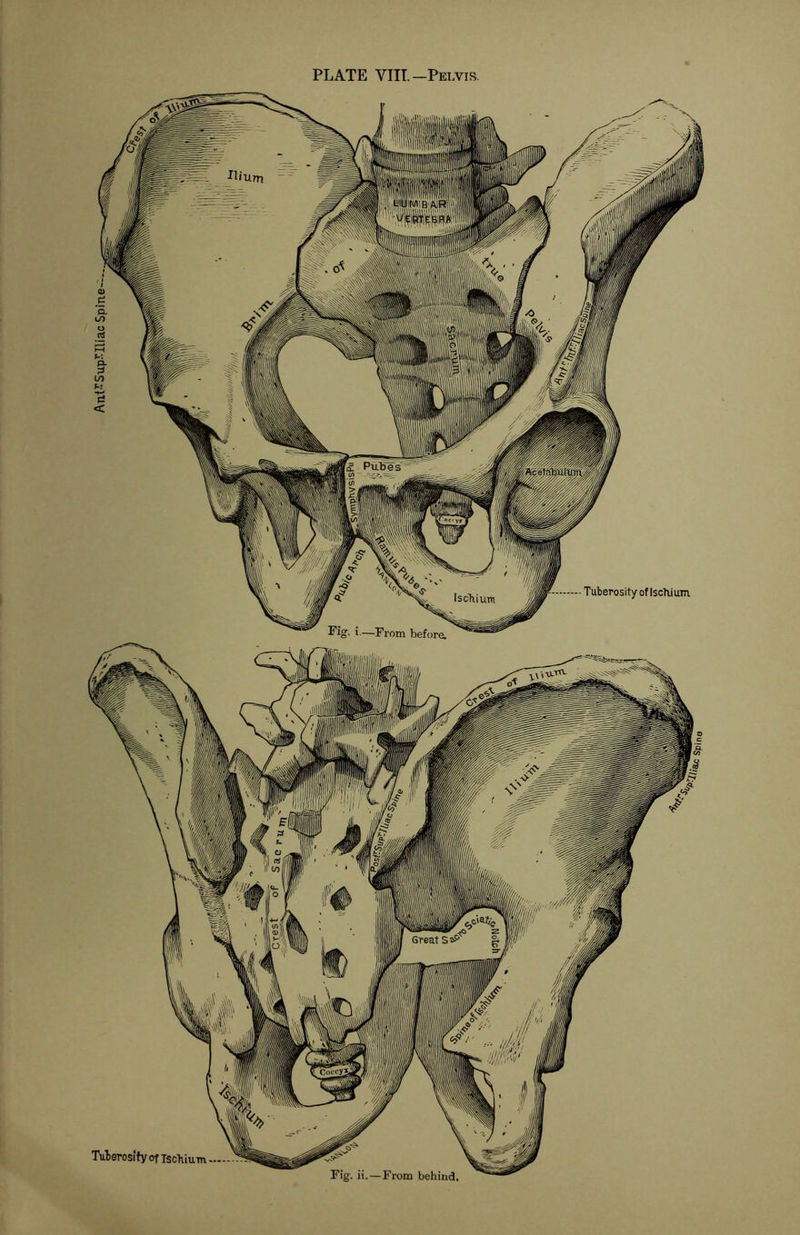 Ant-SupXIliac Spine-'- PLATE VIII.— Pelvis.