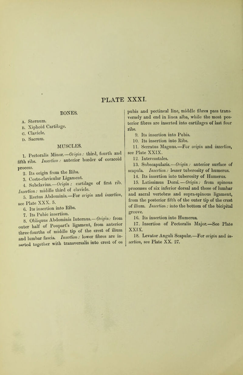 BONES. A. Sternum. B. Xiphoid Cartilage. C. Clavicle. D. Sacrum. MUSCLES. 1. Pectoralis Minor.—Origin: third, fourth and fifth ribs. Insertion : anterior border of coracoid process. 2. Its origin from the Ribs. 3. Costo-clavicular Ligament. 4. Subclavius.—Origin: cartilage of first rib. Insertion: middle third of clavicle. 5. Rectus Abdominis.—For origin and insertion, see Plate XXX. 5. 6. Its insertion into Ribs. 7. Its Pubic insertion. 8. Obliquus Abdominis Internus.—Origin: from outer half of Poupart’s ligament, from anterior three-fourths of middle tip of the crest of ilium and lumbar fascia. Insertion: lower fibres are in- serted together with transversalis into crest of os pubis and pectineal line, middle fibres pass trans- versely and end in linea alba, while the most pos- terior fibres are inserted into cartilages of last four ribs. 9. Its insertion into Pubis. 10. Its insertion into Ribs. 11. Serratus Magnus.—For origin and insertion, see Plate XXIX. 12. Intercostales. 13. Subscapularis.—Origin: anterior surface of scapula. Insertion: lesser tuberosity of humerus. 14. Its insertion into tuberosity of Humerus. 15. Latissimus Dorsi. — Origin: from spinous processes of six inferior dorsal and those of lumbar and sacral vertebrae and supra-spinous ligament, from the posterior fifth of the outer tip of the crest of ilium. Insertion: into the bottom of the bicipital groove. 16. Its insertion into Humerus. 17. Insertion of Pectoralis Major.—See Plate XXIX. 18. Levator Anguli Scaputa.—For origin and in- sertion, see Plate XX. 27.