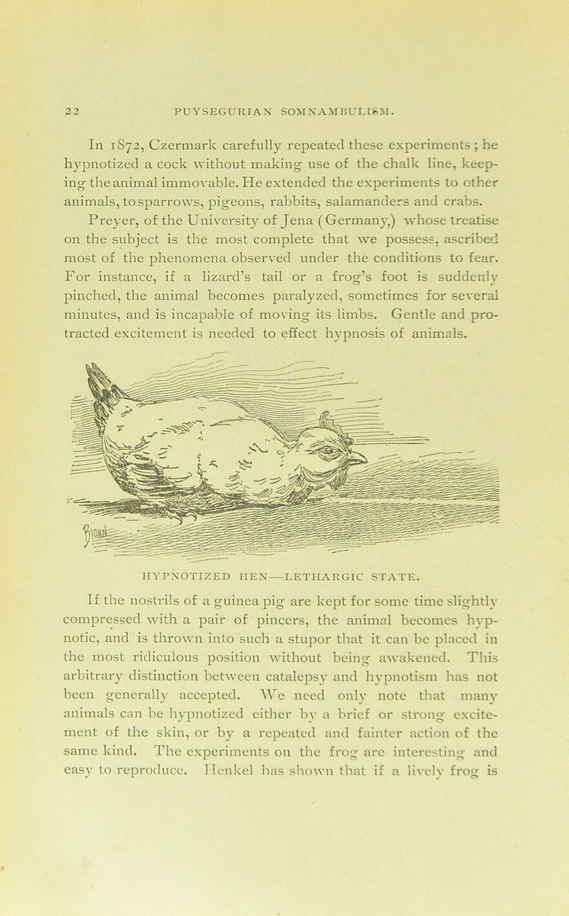 In 1S72, Czermark carefully repeated these experiments; he hypnotized a cock without making use of the chalk line, keep- ing the animal immovable. He extended the experiments to other animals, to sparrows, pigeons, rabbits, salamanders and crabs. Preyer, of the University of Jena (Germany,) whose treatise on the subject is the most complete that we possess, ascribed most of the phenomena observed under the conditions to fear. For instance, if a lizard’s tail or a frog’s foot is suddenly pinched, the animal becomes paralyzed, sometimes for several minutes, and is incapable of moving its limbs. Gentle and pro- tracted excitement is needed to effect hypnosis of animals. HYPNOTIZED HEN LETHARGIC STATE. If the nostrils of a guinea pig are kept for some time slightly compressed with a pair of pincers, the animal becomes hyp- notic, and is thrown into such a stupor that it can be placed in the most ridiculous position without being awakened. This arbitrary distinction between catalepsy and hypnotism has not been generally accepted. We need only note that many animals can be hypnotized cither by a brief or strong excite- ment of the skin, or by a repeated and fainter action of the same kind. The experiments on the frog are interesting and easy to reproduce. Henkel has shown that if a lively frog is