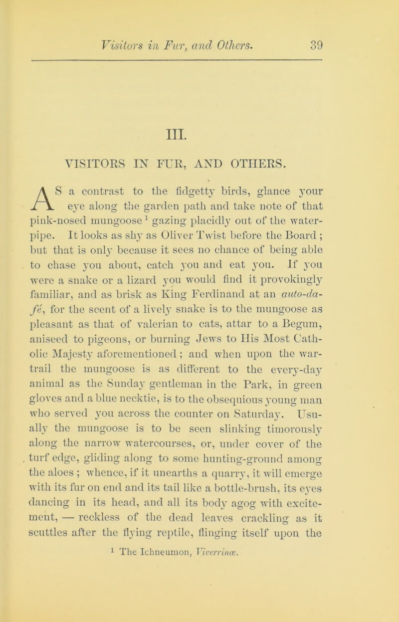 III. VISITORS IN FUR, AND OTHERS. AS a contrast to the fidgetty birds, glance j'onr eye along t!ie garden path and take note of that pink-nosed nningoose ^ gazing placidly out of the water- pipe. It looks as shy as Oliver Twist before the Board ; l)iit that is onl}' because it sees no chance of being able to chase yon about, catch j'ou and eat you. If you were a snake or a lizard you would find it provokingl}^ familiar, and as brisk as King Ferdinand at an auto-da- fe, for the scent of a lively snake is to the mungoose as pleasant as that of valerian to cats, attar to a Begum, aniseed to pigeons, or burning Jews to Ilis Most Cath- olic INIajcsty aforementioned ; and when upon the war- trail the mungoose is as different to the every-day animal as the vSunday gentleman in the Park, in green gloves and a blue necktie, is to the obsequious young man who served you across the counter on Saturday. Usu- ally the mungoose is to bo seen slinking timorously along the narrow watercourses, or, under cover of the turf edge, gliding along to some hunting-ground among the aloes ; whence, if it unearths a quany, it Avill emerge with its fur on end and its tail like a bottle-brush, its 03-03 dancing in its head, and all its body agog with excite- ment, — reckless of the dead leaves crackling as it scuttles after the flying reptile, flinging itself upon the 1 The Ichneumon, Vivarince.