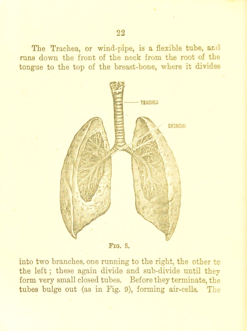 The Trachea, or wind-pipe, is a flexible tube, and runs down the front of the neck from the root of the tongue to the top of the breast-bone, where it divides Fro. 8. into two branches, one running to the right, the other to the left; these again divide and sub-divide until they form very small closed tubes. Before they terminate, the tubes bulge out (as in Fig. 9), forming air-cells. The