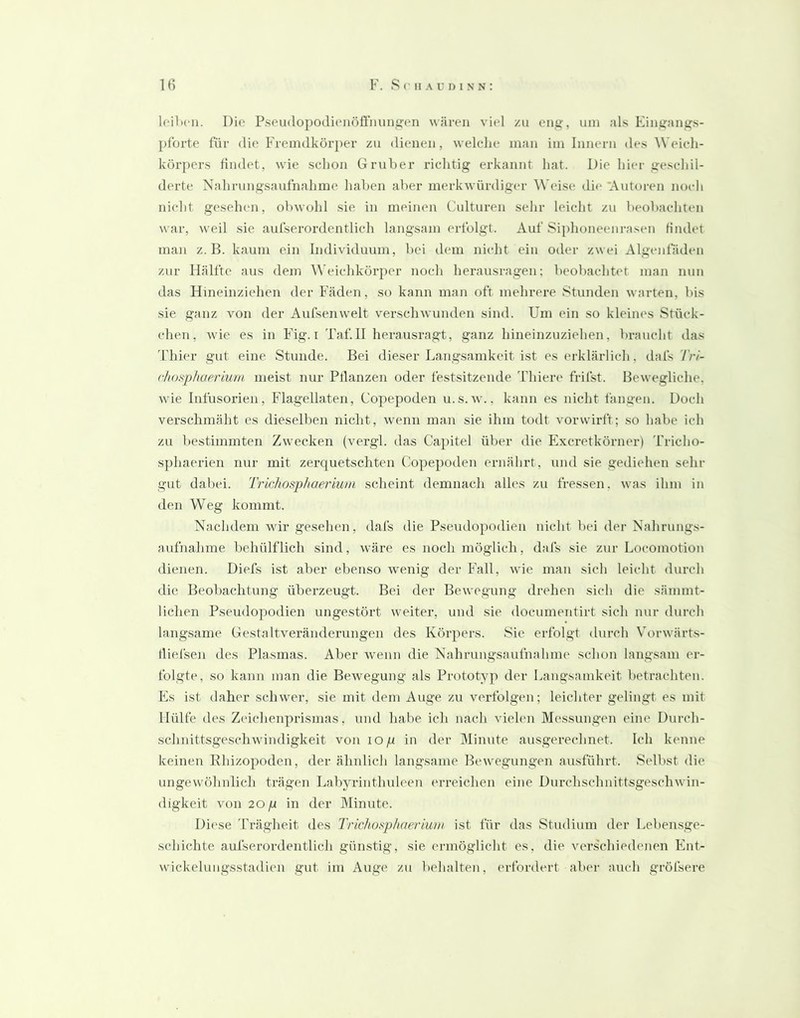 loilxMi. l)io Pseu(lopodi(‘nöfl’nunj?en wären viel zu eng, um als Eingangs- pforte für die Fremdkörper zu dienen, welelie man im Innern des AVeieh- körpers ündet, wie schon Gruher richtig erkannt hat. Die hier geschil- derte Nahrungsaufnahme haben aber merkwürdiger Weise di(‘ 'Autoren noch nicht geselnm, obwohl sie in meinen Culturen sehr leicht zu beobachten war, weil sie aufserordentlich langsam erfolgt. Auf Siphoneenrasen findet man z. B. kaum ein Individuum, bei dem nicht ein oder zwei Algenfaden zur Hälfte aus dem Weichkörper noch herausragen: beobachtet man nun das Hineinziehen der Fäden, so kann man oft mehrere Stunden warten, bis sie ganz von der Aufsenwelt verschwunden sind. Um ein so kleines Stück- chen, wie es in Fig. i Taf.II herausragt, ganz hineinzuziehen, braucht das Thier gut eine Stunde. Bei dieser Langsamkeit ist es erklärlich, dafs 7W- chosphuerium meist nur Ptlanzen oder festsitzende Thiere frifst. Bewegliche, wie Infusorien, Flagellaten, Co])epoden u.s.w., kann es nicht fangen. Doch verschmäht es dieselben nicht, wenn man sie ihm todt vorwirft; so habe ich zu bestimmten Zwecken (vergl. das Cajiitel über die Exeretkörner) Tricho- s})haerien nur mit zei-quetschten Copepoden ernährt, und sie gediehen sehr gut dabei. Tridiosphaerium scheint demnach alles zu fressen, was ihm in den Weg kommt. Nachdem wir gesehen, dafs die Pseudopodien nicht bei der Nahrungs- aufnahme behülflich sind, wäre es noch möglich, dafs sie zur Locomotion dienen. Diefs ist aber ebenso wenig der Fall, wie man sich leicht durch die Beobachtung überzeugt. Bei der Bewegung drehen sich die sämmt- liclien Pseudopodien ungestört weiter, und sie doeumentirt sich nur durch langsame Gestaltveränderungen des Körpers. Sie erfolgt durch Vorwärts- lliefsen des Plasmas. Aber wenn die Nahrungsaufnahme schon langsam er- folgte, so kann man die Bewegung als Prototyp der Langsamkeit betrachten. Es ist daher schwer, sie mit dem Auge zu verfolgen; leichter gelingt es mit Hülfe des Zeichenprismas, und habe ich nach vielen Messungen eine Dureh- schnittsgeschwindigkeit von lO ju in der Minute ausgerechnet. Ich kenne keinen Rhizopoden, der ähnlich langsame Bewegungen ausführt. Selbst die ungewöhnlich trägen Labyrinthuleen erreichen eine Durehschnittsgesehwin- digkeit von 20 p in der Minute. Dii'se Trägheit des Trichosphaeriwn ist für das Studium der Lebensge- schichte aufserordentlich günstig, sie ermöglicht es, die verschiedenen Fint- wickelungsstadien gut im Auge zu behalten, erfordert aber auch gröfsere