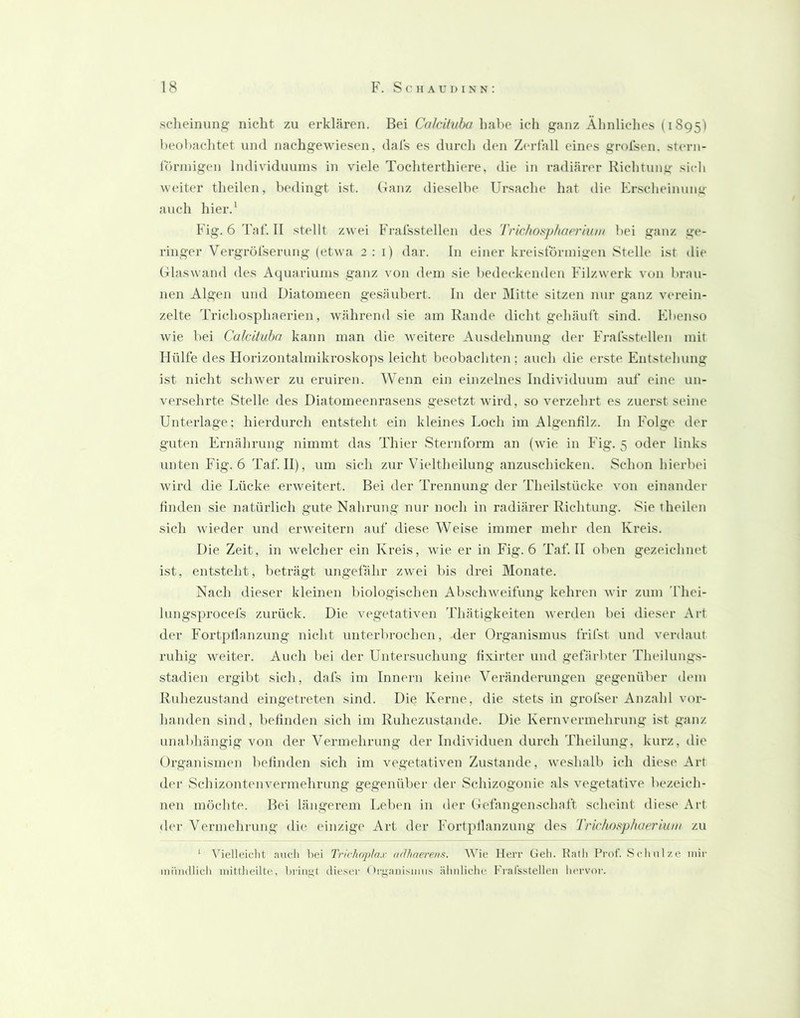 sclieinung nicht zu erklären. Bei Cnlcituba habe ich ganz Ähnliclies (1895) l)eol>achtet und nachgewiesen, dals es durcli den Z(“rfäll eines grolsen. stern- rörinigen Individuums in viele Tochterthiere, die in radiärer Richtung sich weiter theilen, bedingt ist. Ganz dieselbe Ursache hat die Krsclieimmg aucli hier.' Fig. 6 T;d'. II stellt zwei Fral'sstellen des Trie/tosphaeriiun bei ganz ge- ringer Vergröl'serung (etwa 2:1) dar. In einer kreist’örinigen Stelle ist die Glaswand des Aquariums ganz von dem sie bedeckenden Filzwerk von brau- nen Algen und Diatomeen gesäubert. In der Mitte sitzen nur ganz verein- zelte Trichosphaerien, während sie am Rande dicht gehäuft sind. Eben.so wie bei Calcituhn kann man die weitere Ausdehnung der Frafs.stellen mit Hülfe des Horizontalmikroskops leicht beobachten ; auch die erste Entstehung ist nicht schwer zu eruiren. Wenn ein einzelnes Individuum auf eine un- versehrte Stelle des Diatomeenrasens gesetzt Avird, so verzehrt es zuerst seine Unterlage; hierdurch entsteht ein kleines Loch im Algenfilz. In Folge der guten Ernährung nimmt das Thier Sternform an (wie in Fig. 5 oder links unten Fig. 6 Taf. II), um sich zur Vieltheilung anzuscliickeii. Schon hierbei wird die Lücke erweitert. Bei der Trennung der Theilstücke von einander finden sie natürlich gute Nahrung nur nocli in radiärer Richtung. Sie theilen sich wieder und erweitern auf diese Weise immer mehr den Kreis. Die Zeit, in welcher ein Kreis, Avie er in Fig. 6 Taf. II oben gezeichmd ist, entsteht, beträgt ungefähr zAvei bis drei Monate. Nach dieser kleinen biologischen AbschAveifung kehren Avir zum 'fhei- lungs])rocefs zurück. Die vegetativen Thätigkeiten Averden bei dieser Art der Fortpflanzung nicht unterbroclicn, der Organismus frifst und verdaut ruhig Aveiter. Auch bei der Untersuchung fixirter und gefärbter Theilungs- stadien ergibt sich, dafs im Innern keine Veränderungen gegenüber dem Ruhezustand eingetreten sind. Die Kerne, die stets in grofser Anzahl vor- handen sind, befinden sich im Ruhezustände. Die Kernvermehrung ist ganz unabhängig von der Vermehrung der Individuen durch Theilung, kurz, die Organismen befinden sich im A'^egetativen Zustande, Aveshalb ich diese Art der wSchizontenA^ermehrung gegenüber der Schizogonie als A^egetative bezeich- nen möchte. Bei längerem Leben in der Gefangenschaft scheint diese Art (h'r Vermehrung di(> einzige Art der Fortpflanzung des Trickosphaerium zu ‘ N'^ielleiclit auch bei Trirhnplax ndhaereiis. Wie Herr Geli. Kalli Pi’of. .Scliiil/.e mir miiiidlidi mittlieilte, ])riiuj,t diese)’ <'i’^ianismiis älmliclie Fi'al'sstellen liei’voi’.