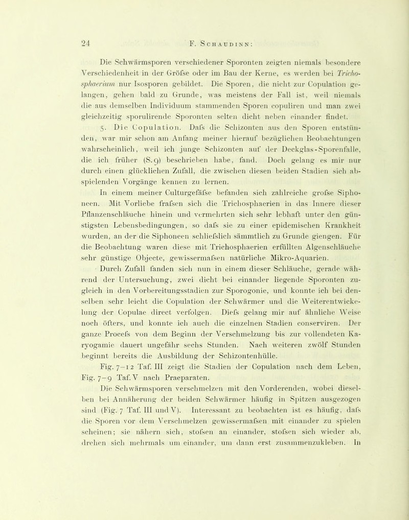 Die Sch Wärmsporen verschiedener Sporonteii zeigten niemals besondere Verschiedenlieit in der Gröfse oder im Bau der Kerne, es werden bei Tric/io- sp/iaerium nur Isosporen gebildet. Die Sporen, die nicht zur Co]mlatiou ge- langen, gehen bald zu (ürunde, was meistens der Fall ist, weil niemals die aus demselben Individuum stammenden Sporen cojmliren und man zw(m gleichzeitig s])orulirende Sjioronten selten dicht neben einander findet. 5. Die Copulation. Dal's die Scliizonten aus den Sporen entstün- den, war mir schon am Anfang meiner hierauf bezüglichen Beobachtungen wahrscheinlich, weil ich junge Scliizonten auf der Deckglas-Sporiuifalle, die ich früher (S.q) beschrieben habe, fand. Doch gelang es mir nur durch einen glücklichen Zufall, die zwischen diesen beiden Stadien sich ab- spielenden Vorgänge kennen zu lernen. In einem meiner Culturgefäfse befanden sich zahlnnche grofse Si[)ho- iieen. Mit Vorliebe frafsen sich die Trichosphaerien in das Innere dieser Pflanzenschläuche hinein und vermehrten sich sehr lebhaft unter den gün- stigsten Lebensbedingungen, so dafs sie zu einer epidemischen Krankheit wurden, an der die Si])honeen schliefslich sämmtlich zu Grunde giengen. Für die Beobachtung waren diese mit Trichosphaerien erfüllten Algenschläuche sehr günstige Objecte, gewissermafsen natürliclie Mikro-Aquarien. Durch Zufall fanden sich nun in einem dieser Schläuche, gerade wäh- rend der Untersuchung, zwei dicht bei einander liegende Sporonten zu- gleich in den Vorbereitungsstadien zur Sporogonie, und konnte ich bei den- selben sehr leicht die Copulation der Schwärmer und die Weiterentwicki'- lung der Copulae direct verfolgen. Diefs gelang mir auf ähidiche Weise noch öfters, und konnte ich auch die einzelnen Stadien conserviren. Der ganze Procefs von dem Beginn der Verschmelzung bis zur vollendeten Ka- ryogamie dauert ungefähr sechs vStunden. Nach weiteren zwölf Stunden beginnt bereits die Ausbildung der Sehizontenhülle. Fig. 7—12 Taf. III zeigt die Stadien der Copulation nach dem Lt'ben, Fig. 7-9 Taf. V nach Praeparaten. Die Schwärmsporen verschmelzen mit den Vorderenden, wobei diesel- ben bei Annäherung der beiden Schwärmer häufig in Spitzen ausgezogen sind (Bhg. 7 Taf. 111 und V). Inbu'essant zu beobachten ist es häufig, dafs die Sporen vor dem W'rschmelzen gewissermafsen mit einander zu spielen scheinen; sie nähern sich, stofsen an einander, stofsen sich wieder ab. drehen sich mehrmals um einander, um daun erst zusainmenzuklelxm. ln