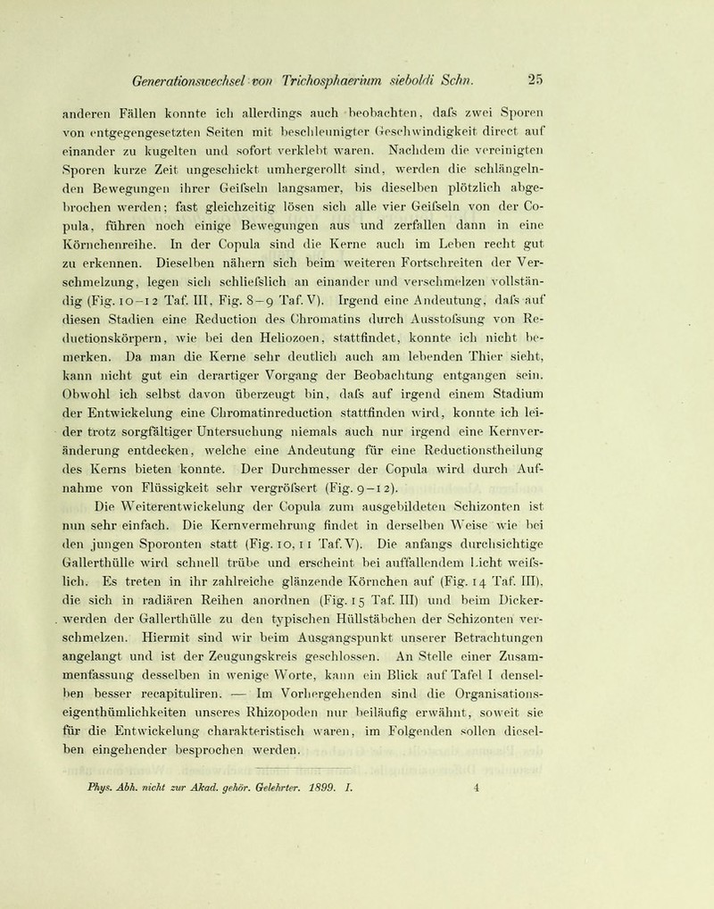 anderen Fällen konnte icli allerdin.s^s auch beobachten, dafs zwei Sporen von (Mitgegengesetzten Seiten mit beschleunigter Geschwindigkeit direct auf einander zu kugelten und sofort verklebt waren. Nachdem die vereinigten Sporen kurze Zeit ungeschickt umhergerollt sind, werden die schlängeln- den Bewegungen ihrer Geifseln langsamer, bis dieselben plötzlich abge- brochen werden; fast gleichzeitig lösen sich alle vier Geifseln von der Co- pula, führen noch einige Bewegungen aus und zerfallen dann in eine Körnchenreihe. In der Copula sind die Kerne auch im Leben recht gut zu erkennen. Dieselben nähern sich beim weiteren Fortschreiten der Ver- schmelzung, legen sich schliefslich an einander und verschmelzen vollstän- dig (Fig. 10-12 Taf. III, Fig. 8 — 9 Taf. V). Irgend eine Andeutung, dafs auf diesen Stadien eine Reduction des ühromatins durch Ausstofsung von Re- ductionskörpern, wie bei den Heliozoen, stattfindet, konnte ich nicht be- merken. Da man die Kerne sehr deutlich auch am lebenden Thier sieht, kann nicht gut ein derartiger Vorgang der Beobachtung entgangen sein. Obwohl ich selbst davon überzeugt bin, dafs auf irgend einem Stadium der Entwickelung eine Chromatinreduction stattfinden wird, konnte ich lei- der trotz sorgfältiger Untersuchung niemals auch nur irgend eine Kernver- änderung entdecken, welche eine Andeutung für eine Reductionstheilung des Kerns bieten konnte. Der Durchmesser der Copula wird durch Auf- nahme von Flüssigkeit sehr vergröfsert (Fig. 9-12). Die Weiterentwickelung der Copula zum ausgebildeten Schizonten ist nun sehr einfach. Die Kern Vermehrung findet in derselben Weise wie bei den jungen Sporonten statt (Fig. 10, i i Taf.A^). Die anfangs durchsichtige Gallerthülle wird schnell trübe und erscheint bei auffallendem Licht weifs- lich. Es treten in ihr zahlreiche glänzende Körnchen auf (Fig. 14 Taf. III), die sich in radiären Reihen anordnen (Fig. 15 Taf. III) und beim Dicker- werden der Gallei-thülle zu den typischen Hüllstäbchen der Schizonten ver- schmelzen. Hiermit sind wir beim Ausgangspunkt unserer Betrachtungen angelangt und ist der Zeugungskreis geschlossen. An Stelle einer Zusam- menfassung desselben in wenige Worte, kann ein Blick auf Tafel I densel- ben besser recapituliren. — Im Vorhergehenden sind die Organisations- eigenthümlichkeiten unseres Rhizopoden nur beiläufig erwähnt, soweit sie für die Entwickelung charakteristisch waren, im Folgenden sollen diesel- ben eingehender besprochen werden. Fhys. Ahh. nicht zur Akad. gehör. Gelehrter. 1899. I. 4
