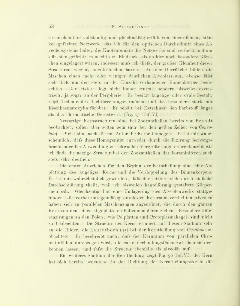 so erscheint er vollständig und gleiclimäfsig erfüllt von einem feinen, stär- ker gefärbten Netzwerk, das ich für den f)ptischcn Durchschnitt eines Al- veolensystems halte; die Knotenpunkte des Netzwerks sind verdickt und nm stärksten gefärbt; es macht den Eindruck, als ob hier noch besondere Körn- chen eingelagert wären, indessen mufs ich diefs, der grofsen Kleinheit dieser Structuren wegen, unentschieden lassen. An der Obertläehe bilden dit' Maschen einen mehr oder weniger deutlichen Alvcolarsaum, ebenso läfst sich diefs um den stets in der Einzahl vorhandenen Rinneidcörpcu- beob- achten. Der letztere liegt nicht immer central, .sondern bisweilen excen- trisch, ja sc)gar an der Perijdierie. Er besitzt kugelige oder ovale Gestalt, zeigt bedeutendes Lichtbrechungsvermögen und ist l)csonders stark mit Eisenhaematoxylin färbbar. Er behält bei Extrahiren den Farbstofl’ länger als das chromatische Gerüstwerk (Fig. 55 Taf. VI). Netzartige Kernstructuren sind bei Zooxanthellen bereits von Brandt beobachtet, sollen aber selten sein (nur bei den gelben Zellen von Coni'o- luta). Meist sind nach diesem Autor die Kerne homogen. Es ist mir wahr- scheinlich, dafs diese Homogenität entweder durch die Fixirung hervorge- bracht oder bei Anwendung zu schwacher Vergröfserungeu vorgetäuscht ist: ich finde die netzige Structur bei den Zooxanthellen der Foraminiferen auch stets sehr deutlich. Die ersten Anzeichen für den Beginn der Kerntheilung sind eine Ab- plattung des kugeligen Kerns und die Vcrdopi)elung des Binnenkörpers. Es ist mir wahrscheinlich geworden, dafs der letztere sich durch einfache Durchschnürung theilt, weil ich bisweilen hantelförmig gestaltete Körper- chen sah. Gleichzeitig hat eine Umlagerung des Alveolenwerks stattge- fimden; die vorher unregelmäfsig durch den Kernraum vertheilten Alveolen haben sich zu parallelen Maschenzügen angeordnet, die durch den ganzen Kern von dem einen abgeplatteten Pol zum anderen ziehen. Besondere Diffe- renzirungeii an den Polen, wie Polplatten und Protoplasmakegel, sind nicht zu beobachten. Die Structur des Kerns erinnert auf diesem .Stadium sehr an die Bilder, die Lauterborn (95) bei der Kerntheilung von Ceralium be- obachtete. Er beschreibt auch, dafs der Kernraum von parallelen Chro- matinfäden durchzogen wird, die zarte ^>rbindungsfädcn zwischen sich er- kennen lassen, und fafst die Structur ebenfalls als alveolär auf. Ein weiteres .Stadium der Kerntheilung zeigt Fig. 56 Taf. VI; der Kern hat .sich bereits bedeutend in der Kichtung der Kerntheilungsaxe in die