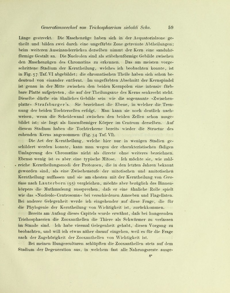 Länge gestreckt. Die Maschenzüge haben sich in der Aequatorialzone ge- theilt und bilden zwei durch eine ungefärbte Zone getrennte Abtheilungen; beim weiteren Auseinanderrücken derselben nimmt der Kern eine sanduhr- förmige Gestalt an. Die Nucleolen sind als stäbchenförmige Gebilde zwischen den Maschenzügen des Chromatins zu erkennen. Das am meisten vorge- schrittene Stadium der Kerntheilung, welches ich beobachten konnte, ist in Fig. 57 Taf. VI abgebildet; die chromatischen Theile haben sich schon be- deutend von einander entfernt. Im ungefärbten Abschnitt der Kernspindel ist genau in der Mitte zwischen den beiden Kernpolen eine intensiv färb- bare Platte aufgetreten, die auf der Theilungsa.xe des Kerns senkrecht steht. Dieselbe dürfte ein ähnliches Gebilde sein wie die sogenannte »Zwischen- platte« Strafsburger’s. Sie bezeichnet die Ebene, in welcher die Tren- nung der beiden Tochterzellen erfolgt. Man kann sie noch deutlich nach- weisen, wenn die Scheidewand zwischen den beiden Zellen schon ausge- bildet ist; sie liegt als linsenförmiger Körper im Centrum derselben. Auf diesem Stadium haben die Tochterkerne bereits wieder die Structur des ruhenden Kerns angenommen (Fig. 54 Taf. VI). Die Art der Kerntheilung, welche hier nur in wenigen Stadien ge- schildert werden konnte, kann man wegen der charakteristischen fädigen Umlagerung des Chromatins nicht als directe ohne weiteres bezeichnen. Ebenso wenig ist es aber eine typische Mitose. Ich möchte sie, wie zahl- . reiche Kerntheilungsmodi der Protozoen, die in den letzten Jahren bekannt geworden sind, als eine Zwischenstufe der mitotischen und amitotischen Kerntheilung auffassen und sie am ehesten mit der Kerntheilung von Cera- tium nach Laiiterborn (95) vergleichen, möchte aber bezüglich des Binnen- körpers die Muthmafsung aussprechen, dafs er eine ähnliche Rolle spielt wie das »Nucleolo-Centrosoma« bei verschiedenen Amoeben und Flagellaten. Bei anderer Gelegenheit werde ich eingehender auf diese Frage, die für die Phylogenie der Kerntheilung von Wichtigkeit ist, zurückkommen. Bereits am Anfang dieses Capitels wurde erwähnt, dafs bei hungernden Trichosphaerien die Zooxanthellen die Thiere als Schwärmer zu verlassen im Stande sind. Ich habe viermal Gelegenheit gehabt, diesen Vorgang zu beobachten, und will ich etwas näher darauf eingehen, weil es für die Frage nach der Zugehörigkeit der Zooxanthellen von Wichtigkeit ist. Bei meinen Hungerculturen schlüpften die Zooxanthellen stets auf dem Stadium der Degeneration aus, in welchem fast alle Nahrungsreste ausge- 8*