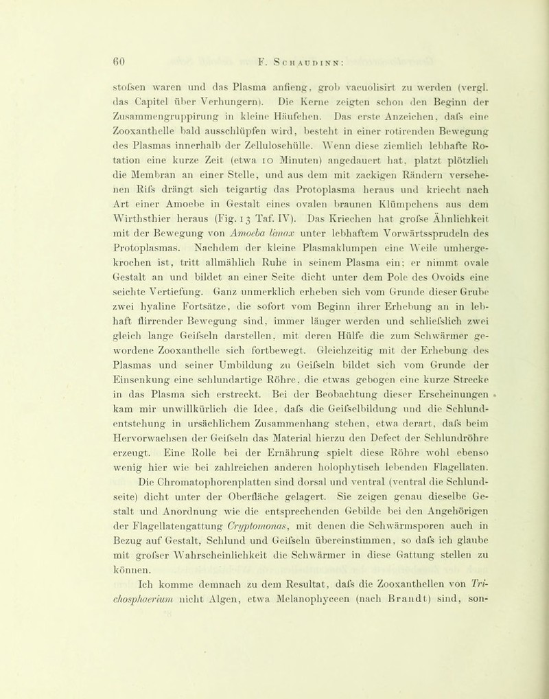 stolsen waren und das Plasma anfien^. roh vacuolisirt zu werden (vergl. das Capitel über Verlmng'erni. Die Kerne zeigten sclioii den Becrinn der Zusammengrujipirung in kleine Häufchen. Das erste Anzeiclien, dals eine Zooxanthelle bald ausscldüpfen wird, besteht in einer rotirendeii Bewegung^ des Plasmas innerlialh der Zelluloseliülle. Wenn diese ziemlich lebhafte Ro- tation eine kurze Zeit (etwa lO Minuten) augedauert hat, platzt plötzlich die Membran an einer Stelle, und aus dem mit zackigen Rändern versehe- nen Rifs drängt sich teigartig das Protoplasma heraus und kriecht nach Art einer Amoelie in Gestalt eines ovalen braunen Klümpchens aus dem Wirthsthier heraus (Fig. i 3 Taf. IV). Das Kriechen hat grofse Ähnlichkeit mit der Bewegung von Amoeba Umax unter lebhaftem Vorwärtssprudeln des Protoplasmas. Nachdem der kleine Plasmaklumpen eine Weile umherge- krochen ist, tritt allmählich Ruhe in seinem Plasma ein; er nimmt ovale Gestalt an und bildet an einer Seite dicht unter dem Pole des Ovoids eine seichte Vertiefung. Ganz unmerklich erheben sich vom Grunde dieser Grubi' zwei hyaline Fortsätze, die sofort vom Beginn ihrer Erhebung an in leb- haft flirrender Bewegung sind, immer länger werden und schliefslich zwei gleich lange Geifseln darstellen, mit deren Hülfe die zum Schwärmer ge- wordene Zooxanthelle sich fortbewegt. Gleichzeitig mit der Erhebung des Plasmas und seiner Umbildung zu Geifseln bildet sich vom Grunde der Fhnsenkung eine schlundartige Röhre, die etwas gebogen eine kurze Strecke in das Plasma sich erstreckt. Bei der Beobachtung dieser Erscheinungen • kam mir unwillkürlich die Idee, dafs die Geifselbildung und die Schlund- entstehung in ursächlichem Zusammenhang stehen, etwa derart, dafs beim Hervorwachsen der Geifseln das Material hierzu den Defect der Schlundröhre erzeugt. Eine Rolle bei der Ernährung spielt diese Röhre wohl ebenso wenig hier wie bei zahlreichen anderen holophytisch lebenden Flagellaten. Die Chromatophorenplatten sind dorsal und ventral (ventral die Schlund- seite) dicht unter der Oberfläche gelagei’t. Sie zeigen genau dieselbe Ge- stalt und Anordnung wie die entsprechenden Gebilde bei den Angehörigen der Flagellatengattung Cn/ptomonas, mit denen die Schwärmsporen auch in Bezug auf Gestalt, Schlund und Geifseln übereinstimmen, so dafs ich glaube mit grofser Wahrscheinlichkeit die Schwärmer in diese Gattung stellen zu können. Ich komme demnach zu dem Resultat, dafs die Zooxanthellen von T?'i- chosphaerium nicht Algen, etwa Melanophyceen (nach Brandt) sind, son- I