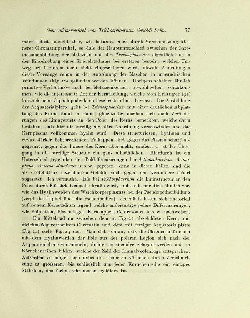 faden selbst entsteht aber, wie bekannt, auch durch Verschmelzung klei- nerer Chromatinpartikel, so dafs der Hauptunterschied zwischen der Chro- mosomenbildung der Metazoen und des Trichosptboerium eigentlich nur in der Einschiebung eines Knäuelstadiums bei ersteren besteht, welcher Um- weg bei letzterem noch nicht eingeschlagen wird, obwohl Andeutungen dieser Vorgänge schon in der Anordnung der Maschen in maeandrischen Windungen (Fig. 20) gefunden werden können. Übrigens scheinen ähidich primitive Verhältnisse auch bei Metazoenlcernen, obwohl selten, vorzukom- men, wie die interessante Art der Kerntheilung, welche von Erlanger (97) kürzlich beim Cephalopodenkeim beschrieben hat, beweist. Die Ausbildung der Aequatorialplatte geht bei Trichosphaerium mit einer deutlichen Abplat- tung des Kerns Hand in Hand; gleichzeitig machen sich auch Verände- rungen des Liningerüsts an den Polen des Kerns bemerkbar, welche darin bestehen, dafs hier die streifig-alveoläre Anordnung verschwindet und das Kernplasma vollkommen hyalin wird. Diese structurlosen, hyalinen und etwas stärker lichtbrechenden Polkappen sind gegen das Plasma scharf ab- gegrenzt, gegen das Innere des Kerns aber nicht, sondern es ist der Über- gang in die streifige Structur ein ganz allmählicher. Hierdurch ist ein Unterschied gegenüber den Poldififerenzirungen bei Actinosphaerium, Actino- phrys, Amoeba hinucleata u. s. w. gegeben, denn in diesen Fällen sind die als »Polplatten« bezeichneten Gebilde auch gegen das Kerninnere scharf abgesetzt. Ich vermuthe, dafs bei Trichosphaerium die Lininstruetur an den Polen durch Flüssigkeitsabgabe hyalin wird, und stelle mir diefs ähnlich vor, wie das Hyalin werden des Weichkörperplasmas bei der Pseudopodienbildung (vergl. das Capitel über die Pseudopodien). Jedenfalls lassen sich tinctoriell auf keinem Kernstadium irgend welche andersartige polare Differenzirungen, wie Polplatten, Plasmakegel, Kernkappen, Centrosomen u. s. w. naehweisen. Ein Mittelstadium zwischen dem in Fig. 2 2 abgebildeten Kern, mit gleichmäfsig vertheiltem Chromatin und dem mit fertiger Aequatorialplatte (Fig. 24) stellt Fig. 23 dar. Man sieht daran, dafs die Chromatinkörnchen mit dem Hyalinwerden der Pole aus der polaren Region sich nach der Aequatorialebene versammeln, dichter an einander gelagert werden und so Körnchenreihen bilden, welche der Zahl der Lininalveolenzüge entsprechen. Aufserdem vereinigen sich dabei die kleineren Körn eben durch Verschmel- zung zu gröfseren, bis schliefslich aus j(*der Körnchenreihe ein einziges Stäbchen, das fertige Chromosom gebildet ist.