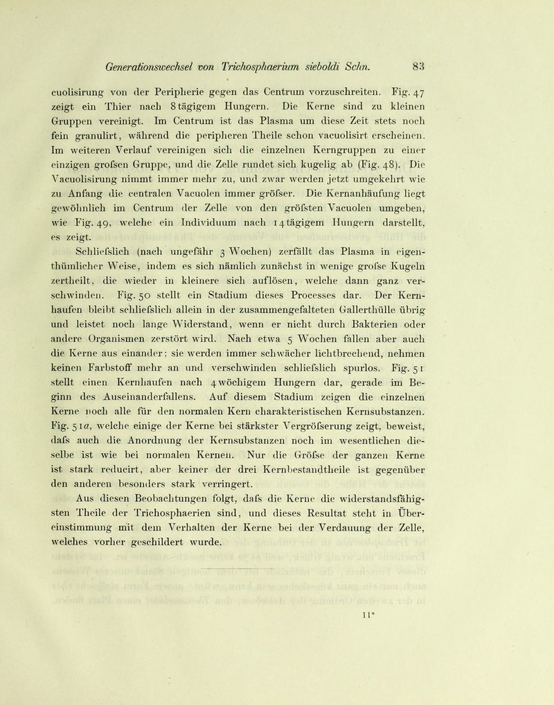 cuolisirung von der Peripherie gegen das Centruin vorzuschreiten. Fig. 47 zeigt ein Thier nach 8 tägigem Hungern. Die Kerne sind zu kleinen Gruppen vereinigt. Im Centrum ist das Plasma um diese Zeit stets noch fein granulirt, während die peripheren Theile schon vacuolisirt erscheinen. Im weiteren Verlauf vereinigen sich die einzelnen Kerngruppen zu eiiuu- einzigen grofsen Gruppe, und die Zelle rundet sich kugelig ab (Fig. 48). Die Vacuolisirung nimmt immer mehr zu, und zwar werden jetzt umgekehrt wie zu Anfang die centralen Vacuolen immer gröfser. Die Kernanhäufung liegt geAvöhnlich im Centrum der Zelle von den gröfsten Vacuolen umgeben, wie Fig. 49, welche ein Individuum nach 14tägigem Hungern darstellt, es zeigt. Schliefslich (nach ungefähr 3 Wochen) zerfällt das Plasma in eigen- thümlicher Weise, indem es sich nämlich zunächst in wenige grofse Kugeln zertheilt, die wieder in kleinere sich auf lösen, welche dann ganz ver- schwinden. Fig. 50 stellt ein Stadium dieses Processes dar. Der Kern- haufen bleibt schliefslich allein in der zusammengefalteten Gallerthülle übrig und leistet noch lange Widerstand, wenn er nicht durch Bakterien oder andere Organismen zerstört wird. Nach etwa 5 Wochen fallen aber auch die Kerne aus einander; sie werden immer schwächer lichtbrechend, nehmen keinen Farbstoff mehr an und verschwinden schliefslich spurlos. Fig. 51 stellt einen Kernhaufen nach 4wöchigem Hungern dar, gerade im Be- ginn des Auseinanderfallens. Auf diesem Stadium zeigen die einzelnen Kerne noch alle für den normalen Kern charakteristischen Kernsubstanzen. Fig. 510, welche einige der Kerne bei stärkster Vergröfserung zeigt, beweist, dafs auch die Anordnung der Kernsubstanzen noch im wesentlichen die- selbe ist wie bei normalen Kernen. Nur die Gröfse der ganzen Kerne ist stark reducirt, aber keiner der drei Kernbestandtheile ist gegenüber den anderen besonders stark verringert. Aus diesen Beobachtungen folgt, dafs die Kerne die widerstandsfähig- sten Theile der Trichosphaerien sind, und dieses Resultat steht in Über- einstimmung mit dem Verhalten der Kerne bei der Verdauung der Zelle, welches vorher geschildert wurde. 11*