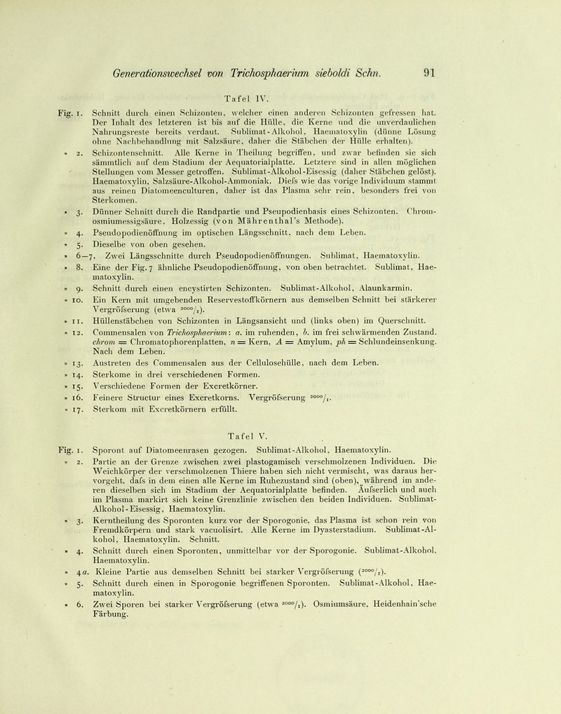 Tafel IV. Fig. I. Schnitt durch einen Schizonten, welclier einen anderen Schizonten gefressen hat. Der Inhalt des letzteren ist bis auf die Hülle, die Kerne und die unverdaulichen Nahrungsreste bereits verdaut. Sublimat-Alkohol, Haeinatoxylin (dünne Lösung ohne Nachbehandlung mit Salzsäure, daher die Stäbchen der Hülle erhalten). » 2. Schizontenschnitt. Alle Kerne in Theilung begriffen, und zwar befinden sie sich sämmtlich auf dem Stadium der Aequatorialplatte. Letztere sind in allen möglichen Stellungen vom Messer getroffen. Sublimat-Alkohol-Eisessig (daher Stäbchen gelöst). Haeinatoxylin, Salzsäure-Alkohol-Ainmoniak. Diefs wie das vorige Individuum stammt aus reinen Diatomeenculturen, daher ist das Plasma sehr rein, besonders frei von Sterkomen. » 3. Dünner Schnitt durch die Randpartie und Pseupodienbasis eines Schizonten. C^hrom- osmiumessigsäure, Holzessig (von Mährenthal’s Methode). » 4. Pseudopodienöflfnung im optischen Längsschnitt, nach dem Leben. ” 5. Dieselbe von oben gesehen. » 6—7. Zwei Längsschnitte durch Pseudopodienöffnungen. Sublimat, Haematoxylin. » 8. Eine der Fig. 7 ähnliche Pseudopodienöflfnung, von oben betrachtet. Sublimat, Hae- matoxylin. » 9. Schnitt durch einen encystirten Schizonten. Sublimat-Alkohol, Alaunkarmin. IO. Ein Kern mit umgebenden Reservestoffkörnern aus demselben Schnitt bei stärkerer Vergröfserung (etwa » II. Hüllenstäbchen von Schizonten in Längsansicht und (links oben) im Querschnitt. ”12. Commensalen von Tr/c/ioSjDÄfimMwi: «. im ruhenden, 6. im frei schwärmenden Zustand. cltrom = Chromatophorenplatten, n = Keim, A = Amylum, ph = Schlundeinsenkung. Nach dem Leben. »13. Austreten des Commensalen aus der Cellulosehülle, nach dem Leben. » 14. Sterkome in drei verschiedenen Formen. ” 15. Verschiedene Formen der Excretkörner. »16. Feinere Structur eines Excretkorns. Vergröfserung » 17. Sterkom mit Excretkörnern erfüllt. Tafel V. Fig. I. Sporont auf Diatomeenrasen gezogen. Sublimat-Alkohol, Haematoxylin. « 2. Partie an der Grenze zwischen zwei plastogamisch verschmolzenen Individuen. Die Weichkörper der verschmolzenen Thiere haben sich nicht vermischt, was daraus her- vorgeht. dafs in dem einen alle Kerne im Ruhezustand sind (oben),__während im ande- ren dieselben sich im Stadium der Aequatorialplatte befinden. Aufserlich und auch im Plasma markirt sich keine Grenzlinie zwischen den beiden Individuen. Sublimat- Alkohol - Eisessig, Haematoxylin. ” 3. Kerntheilung des Sporonten kurz vor der Sporogonie, das Plasma ist schon rein von Fremdkörpern und stark vacuolisirt. Alle Kerne im Dyasterstadium. Sublimat-Al- kohol, Haematoxylin. Schnitt. ” 4. Schnitt durch einen Sporonten, unmittelbar vor der Sporogonie. Sublimat-Alkohol. Haematoxylin. ” 4ß. Kleine Partie aus demselben Schnitt bei starker Vergröfserung (^°°°/i). » 5. Schnitt durch einen in Sporogonie begriffenen Sporonten. Sublimat-Alkohol, Hae- matoxydin. ” 6. Zwei Sporen bei starker Vergröfserung (etwa Osmiumsäure, Heidenhain’sche Färbung.