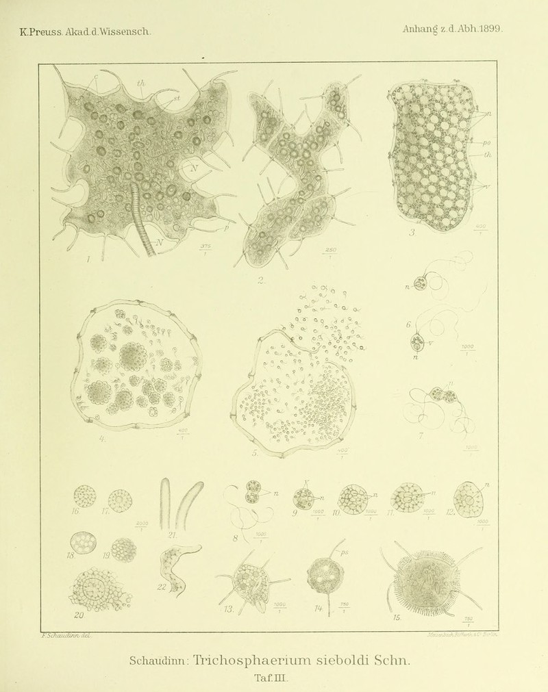 woo 1000 zooo F.Schaitdmn dei Schaudinn; Trichosphaeriiim sieboldi Schn. Taf.m.