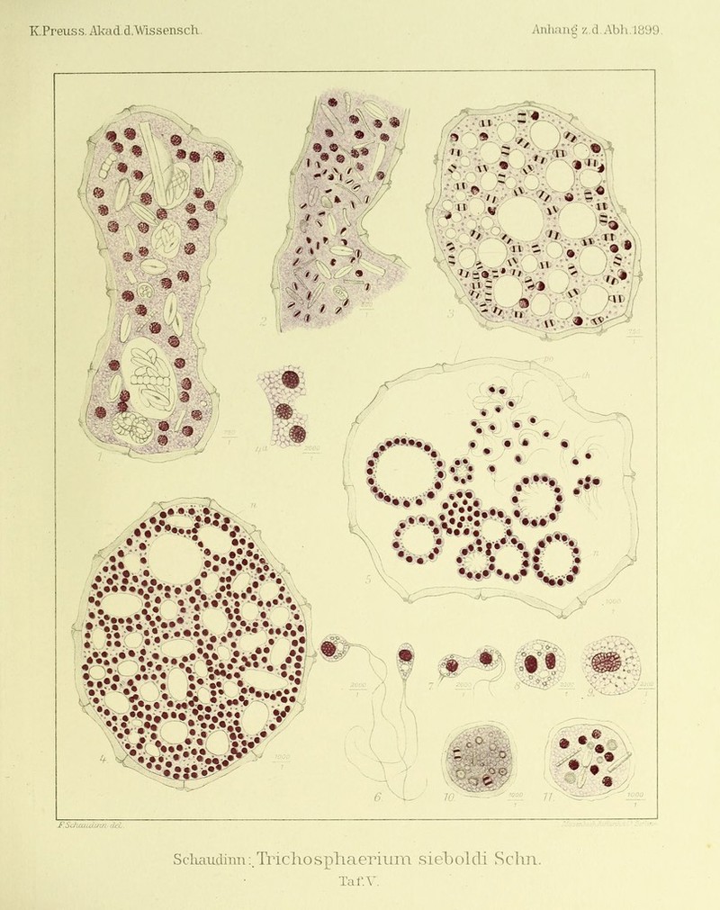 Scliaudiim:.Tricliosphaeriuin siel)olcli Schn. Taf.V.
