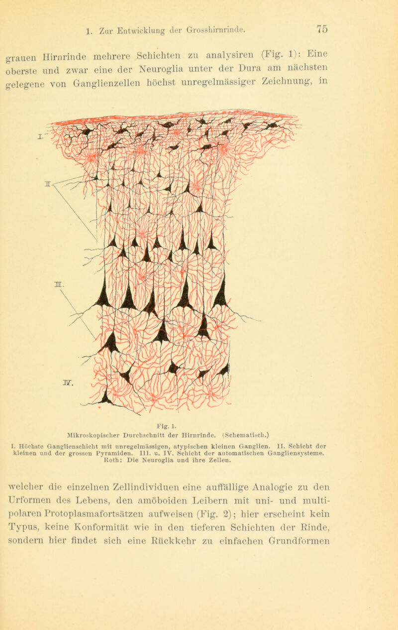 g-rauen Ifiriirinde mehrere Schichten zu analysireii (Fig. 1): Eine oberste und zwar eine der Neuroglia unter der Dura am näclisten gelegene von Ganglienzellen höchst unregelmässiger Zeichnung, in Flg. 1. Jlikro.skopischer Durchschnitt der Hirnrinde. (Schematisch.) I. Höchste Oaiiglienschicht mit unregelmässigen, atj-pischen kleinen Ganglien. IT. Schicht der kleinen land der grossen Cyramiden. III. u. IV. Schicht der automatischen Gangliensysteme. Roth: Die Neuroglia und ihre Zellen. welcher die einzelnen Zellindividnen eine auffällige Analogie zu den Urformen des Lebens, den amöboiden Leibern mit uni- und multi- polaren Protoplasmafortsätzen aufweisen (Fig. 2); hier erscheint kein Typus, keine Konformität wie in den tieferen Schichten der Rinde, sondern hier findet sich eine Rückkehr zu einfachen Grundformen