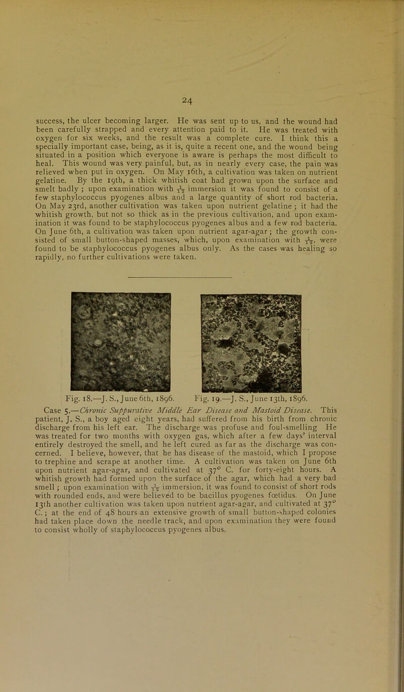 success, the ulcer becoming larger. He was sent up to us, and the wound had been carefully strapped and every attention paid to it. He was treated with oxygen for six weeks, and the result was a complete cure. I think this a specially important case, being, as it is, quite a recent one, and the wound being situated in a position which everyone is aware is perhaps the most difficult to heal. This wound was very painful, but, as in nearly every case, the pain was relieved when put in oxygen. On May l6th, a cultivation was taken on nutrient gelatine. By the 19th, a thick whitish coat had grown upon the surface and smelt badly ; upon examination with immersion it was found to consist of a few staphylococcus pyogenes albus and a large quantity of short rod bacteria. On May 23rd, another cultivation was taken upon nutrient gelatine ; it had the whitish growth, but not so thick as in the previous cultivation, and upon exam- ination it was found to be staphylococcus pyogenes albus and a few rod bacteria. On June 6th, a cultivation was taken upon nutrient agar-agar; the growth con- sisted of small button-shaped masses, which, upon examination with -jV. were found to be staphylococcus pyogenes albus only. As the cases was healing so rapidly, no further cultivations were taken. Fig. 18.—J.S., June 6th, 1896. Fig. 19.—J. S., June 13th, 1896. Case 5.—Ciironic Suppurative Middle Ear Disease and Mastoid Disease. This patient, J. S., a boy aged eight years, had suffered from his birth from chronic discharge from his left ear. The discharge was profuse and foul-smelling He was treated for two months with oxygen gas, which after a few days’ interval entirely destroyed the smell, and he left cured as far as the discharge was con- cerned. I believe, however, that he has disease of the mastoid, which I propose to trephine and scrape at another time. A cultivation was taken on June 6th upon nutrient agar-agar, and cultivated at 37° C. for forty-eight hours. A whitish growth had formed upon the surface of the agar, which had a very bad smell ; upon examination with immersion, it was found to consist of short rods with rounded ends, atid were believed to be bacillus pyogenes fcetidus. On June 13th another cultivation was taken upon nutrient agar-agar, and cultivated at 37“ C.; at the end of 48 hours an extensive growth of small button-shaped colonies had taken place down the needle track, and upon examination they were found to consist wholly of staphylococcus pyogenes albus.