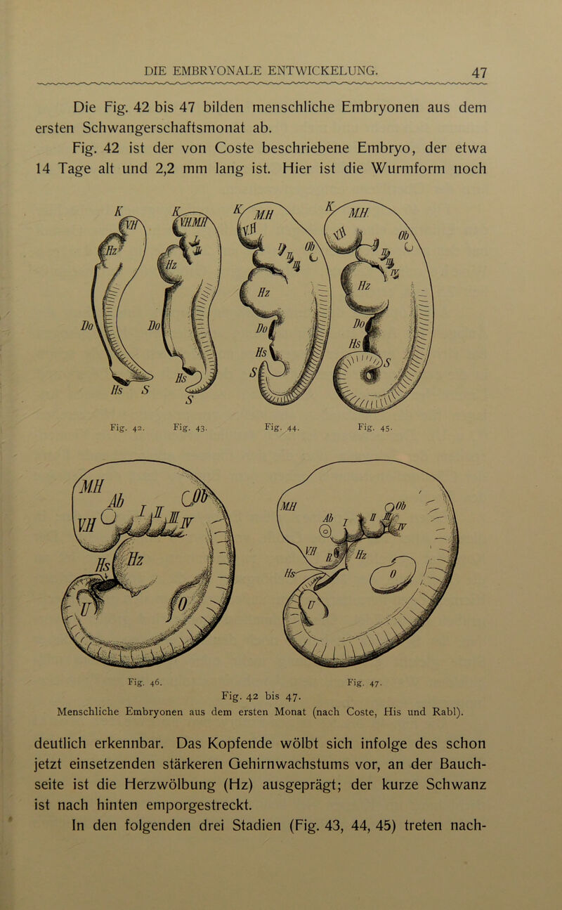 Die Fig. 42 bis 47 bilden menschliche Embryonen aus dem ersten Schwangerschaftsmonat ab. Fig. 42 ist der von Coste beschriebene Embryo, der etwa 14 Tage alt und 2,2 mm lang ist. Eher ist die Wurmform noch Fig. 46. Fig. 47. Fig. 42 bis 47. Menschliche Embryonen aus dem ersten Monat (nach Coste, His und Rabl). deutlich erkennbar. Das Kopfende wölbt sich infolge des schon jetzt einsetzenden stärkeren Gehirnwachstums vor, an der Bauch- seite ist die Herzwölbung (Hz) ausgeprägt; der kurze Schwanz ist nach hinten emporgestreckt. In den folgenden drei Stadien (Fig. 43, 44, 45) treten nach-