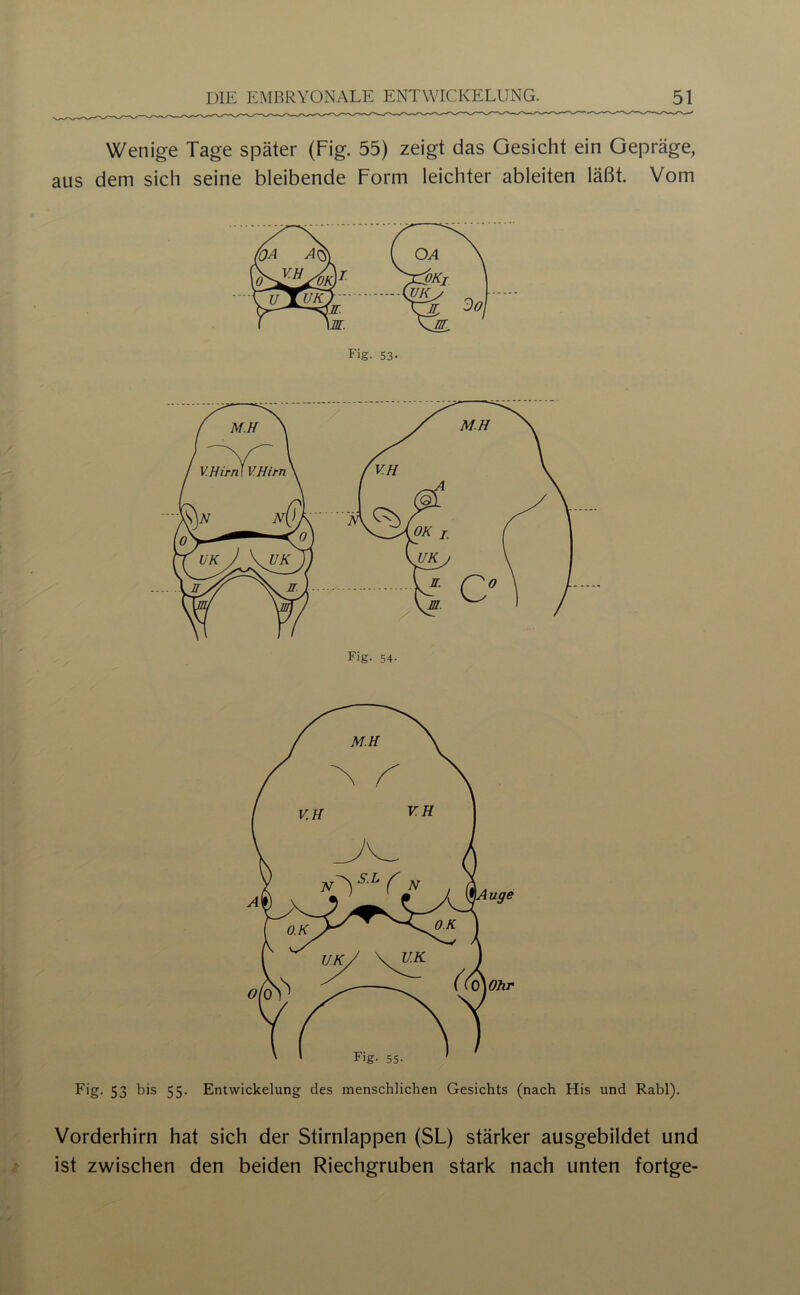 Wenige Tage später (Fig. 55) zeigt das Gesicht ein Gepräge, aus dem sich seine bleibende Form leichter ableiten läßt. Vom Fig. 53 bis 55. Entwickelung des menschlichen Gesichts (nach His und Rabl). Vorderhirn hat sich der Stirnlappen (SL) stärker ausgebildet und ist zwischen den beiden Riechgruben stark nach unten fortge-