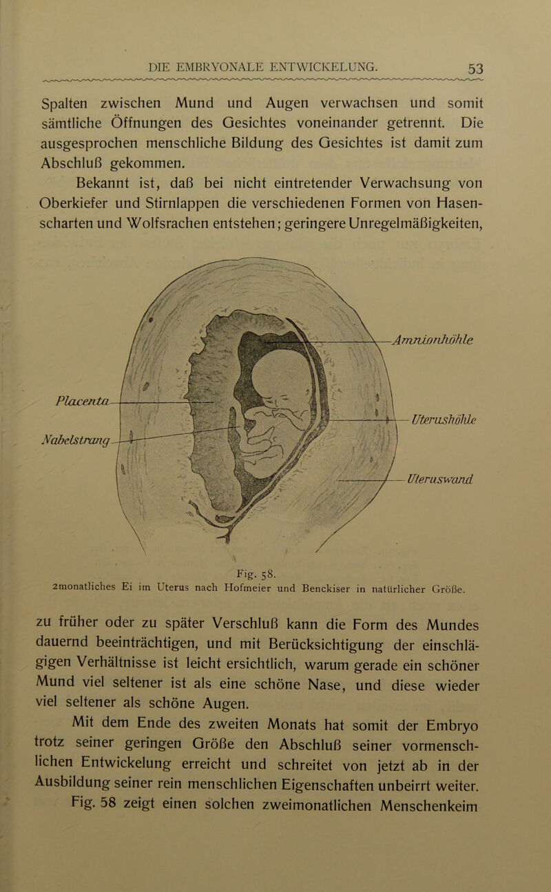 Spalten zwischen Mund und Augen verwachsen und somit sämtliche Öffnungen des Gesichtes voneinander getrennt. Die ausgesprochen menschliche Bildung des Gesichtes ist damit zum Abschluß gekommen. Bekannt ist, daß bei nicht eintretender Verwachsung von Oberkiefer und Stirnlappen die verschiedenen Formen von Hasen- scharten und Wolfsrachen entstehen; geringereUnregelmäßigkeiten, Arnjtwnköhle Nabdstrojig Uterashölde Uteruswand Fig- 58. 2monatliches Ei im Uterus nach Hofmeier und Benckiser in natürlicher Größe. ZU früher oder zu später Verschluß kann die Form des Mundes dauernd beeinträchtigen, und mit Berücksichtigung der einschlä- gigen Verhältnisse ist leicht ersichtlich, warum gerade ein schöner Mund viel seltener ist als eine schöne Nase, und diese wieder viel seltener als schöne Augen. Mit dem Ende des zweiten Monats hat somit der Embryo trotz seiner geringen Größe den Abschluß seiner vormensch- lichen Entwickelung erreicht und schreitet von jetzt ab in der Ausbildung seiner rein menschlichen Eigenschaften unbeirrt weiter. Fig. 58 zeigt einen solchen zweimonatlichen Menschenkeim