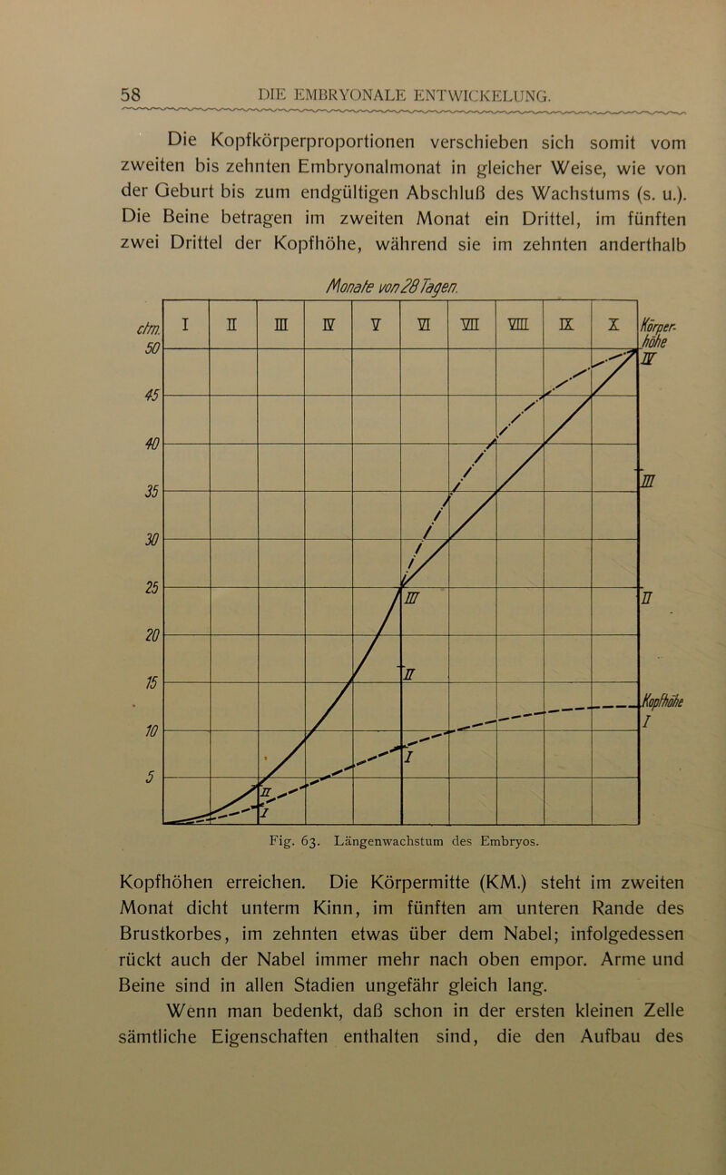 Die Kopfkörperproportionen verschieben sich somit vom zweiten bis zehnten Embryonalmonat in gleicher Weise, wie von der Geburt bis zum endgültigen Abschluß des Wachstums (s. u.). Die Beine betragen im zweiten Monat ein Drittel, im fünften zwei Drittel der Kopfhöhe, während sie im zehnten anderthalb Alo/Pd/e m 28 Tagen. Kopfhöhen erreichen. Die Körpermitte (KM.) steht im zweiten Monat dicht unterm Kinn, im fünften am unteren Rande des Brustkorbes, im zehnten etwas über dem Nabel; infolgedessen rückt auch der Nabel immer mehr nach oben empor. Arme und Beine sind in allen Stadien ungefähr gleich lang. Wenn man bedenkt, daß schon in der ersten kleinen Zelle sämtliche Eigenschaften enthalten sind, die den Aufbau des