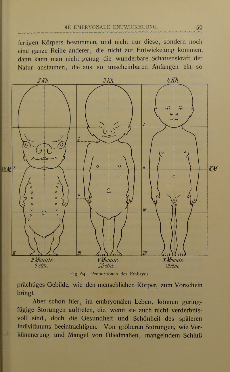 fertigen Körpers bestimmen, und nicht nur diese, sondern noch eine ganze Reihe anderer, die nicht zur Entwickelung kommen, dann kann man nicht genug die wunderbare Schaffenskraft der Natur anstaunen, die aus so unscheinbaren Anfängen ein so 2Kh JKk ^Kfb Fig. 64. Proportionen des Embryos. prächtiges Gebilde, wie den menschlichen Körper, zum Vorschein bringt. Aber schon hier, im embryonalen Leben, können gering- fügige Störungen auftreten, die, wenn sie auch nicht verderbnis- voll sind, doch die Gesundheit und Schönheit des späteren Individuums beeinträchtigen. Von gröberen Störungen, wie Ver- kümmerung und Mangel von Gliedmaßen, mangelndem Schluß