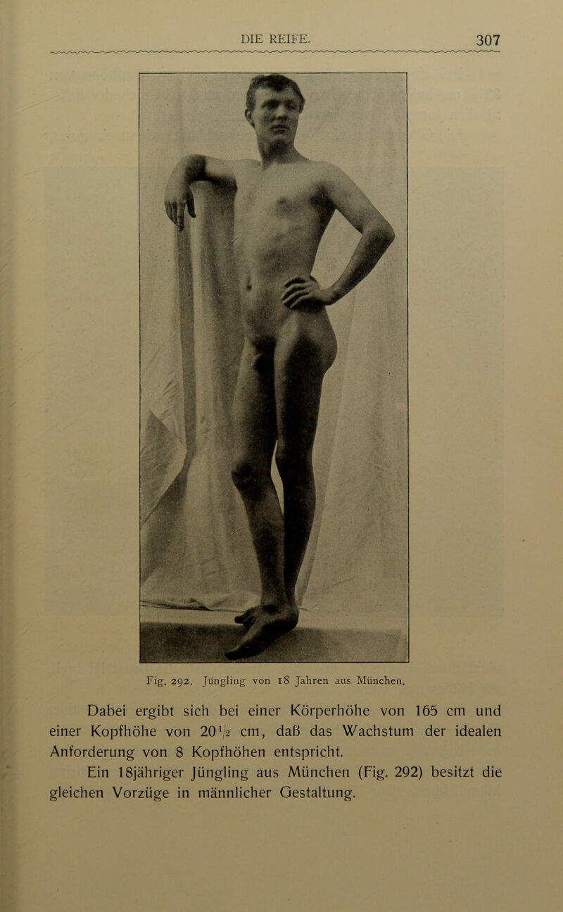 Fig. 292. Jüngling von 18 Jahren aus München. Dabei ergibt sich bei einer Körperhöhe von 165 cm und einer Kopfhöhe von 20^2 cm, daß das Wachstum der idealen Anforderung von 8 Kopfhöhen entspricht. Ein ISjähriger Jüngling aus München (Fig. 292) besitzt die gleichen Vorzüge in männlicher Gestaltung.