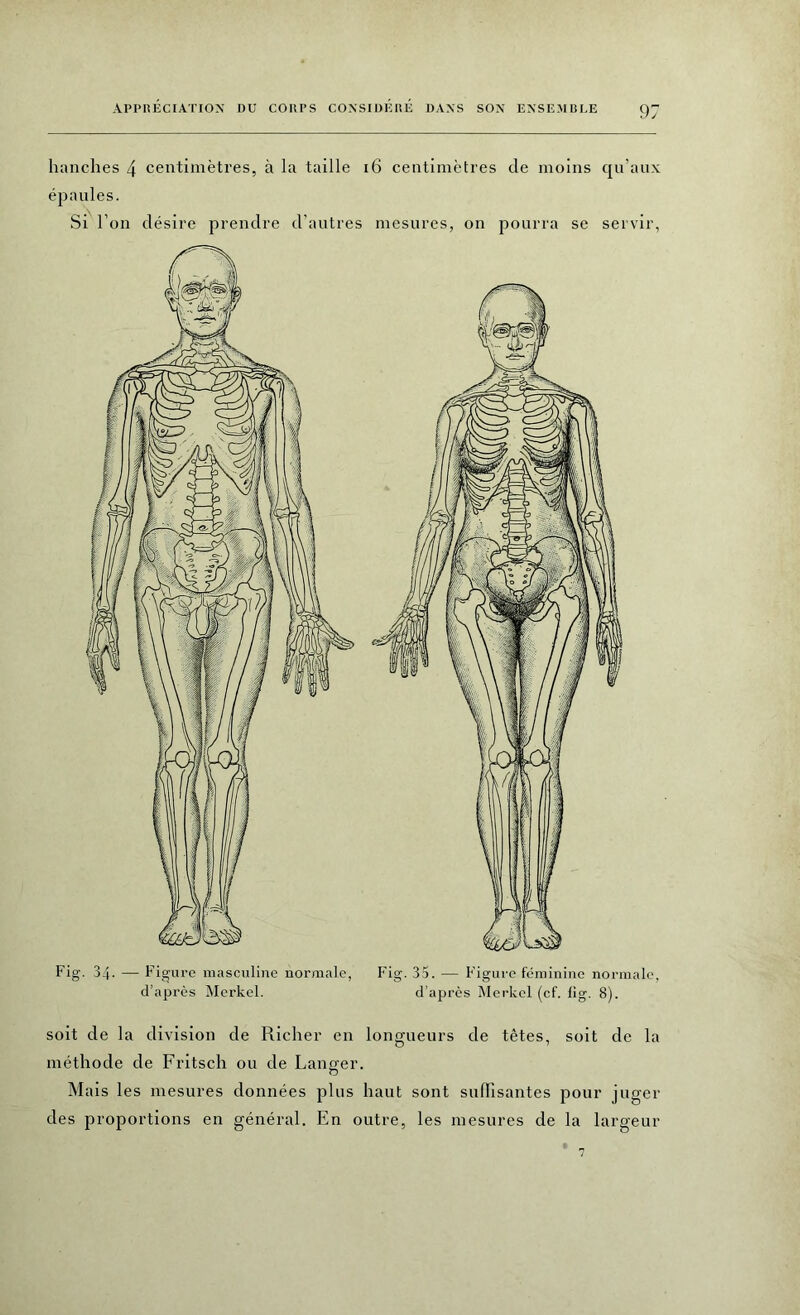 hanches 4 centimètres, à la taille 16 centimètres de moins qu’aux épaules. Si l’on désire prendre d’autres mesures, on pourra se servir, Fig. 34. — Figure masculine normale, Fig. 35. — Figure féminine normale, d’après Mcrkel. d’après Merkel (cf. lig. 8). soit de la division de Richer en longueurs de têtes, soit de la méthode de Fritsch ou de Lancer. Mais les mesures données plus haut sont suffisantes pour juger des proportions en général. En outre, les mesures de la largeur