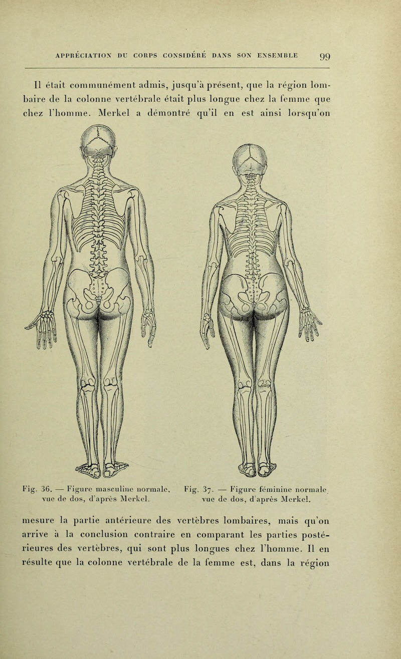 Il était communément admis, jusqu’à présent, que la région lom- baire de la colonne vertébrale était plus longue chez la femme que chez l’homme. Merkel a démontré qu’il en est ainsi lorsqu’on Fig. 36. — Figure masculine normale, vue de dos, d’après Merkel. Fig. 37. — F igure féminine normale vue de dos, d’après Merkel. mesure la partie antérieure des vertèbres lombaires, mais qu’on arrive à la conclusion contraire en comparant les parties posté- rieures des vertèbres, qui sont plus longues chez l’homme. Il en résulte que la colonne vertébrale de la femme est, dans la région