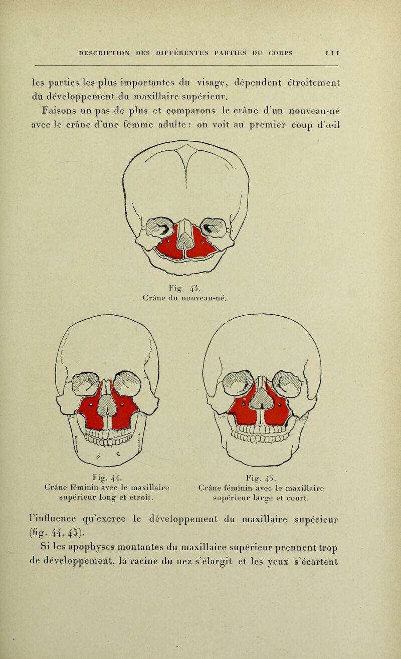 les parties les plus importantes du visage, dépendent étroitement du développement du maxillaire supérieur. Faisons un pas de plus et comparons le crâne d’un nouveau-né avec le crâne d’une femme adulte : on voit au premier coup d’œil Fig. 43. Crâne du nouveau-né. Fig. 44. Crâne féminin avec le maxillaire supérieur long et étroit. Fig. 45. Crâne féminin avec le maxillaire supérieur large et court. l'influence qu’exerce le développement du maxillaire supérieur (fig. 44,45). Si les apophyses montantes du maxillaire supérieur prennent trop de développement, la racine du nez s’élargit et les yeux s’écartent