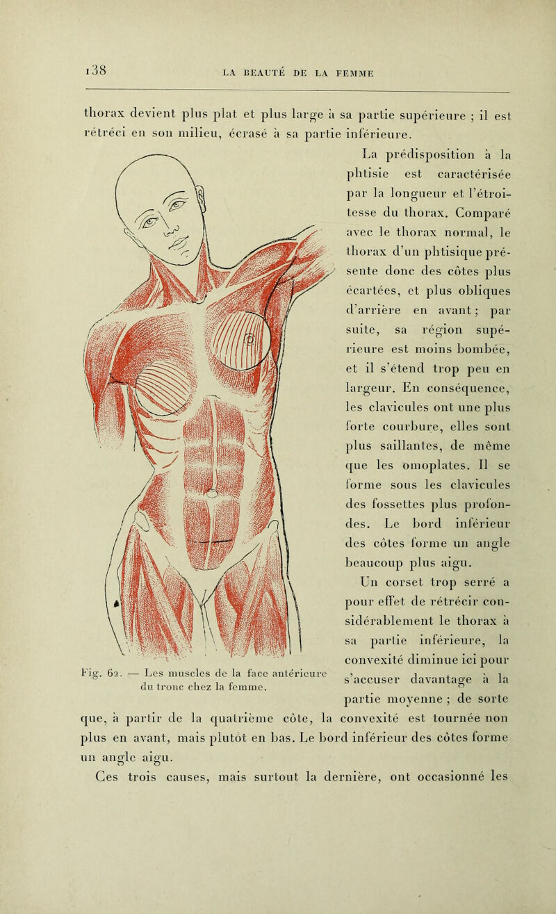 thorax devient plus plat et plus large à sa partie supérieure ; il est rétréci en son milieu, écrasé à sa partie inférieure. La prédisposition à la phtisie est caractérisée par la longueur et l’étroi- tesse du thorax. Comparé avec le thorax normal, le thorax d’un phtisicpie pré- sente donc des côtes plus écartées, et plus obliques d’arrière en avant ; par suite, sa région supé- rieure est moins bombée, et il s’étend trop peu en largeur. En conséquence, les clavicules ont une plus forte courbure, elles sont plus saillantes, de même que les omoplates. Il se forme sous les clavicules des fossettes plus profon- des. Le bord inférieur des côtes forme un angle beaucoup plus aigu. Un corset trop serré a pour effet de rétrécir con- sidérablement le thorax à sa partie inférieure, la convexité diminue ici pour Fig. 62. — Les muscles de la face antérieure du tronc chez la femme. s’accuser davantage à partie moyenne ; de sorte que, à partir de la quatrième côte, la convexité est tournée non plus en avant, mais plutôt en bas. Le bord inférieur des côtes forme un anode aigri. O o Ces trois causes, mais surtout la dernière, ont occasionné les