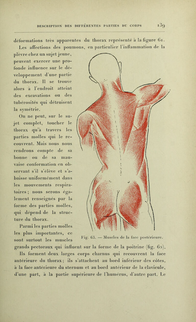 déformations très apparentes du thorax représenté à la figure 61. Les affections des poumons, en particulier l’inflammation de la plèvre chez un sujet jeune, peuvent exercer une pro- fonde influence sur le dé- veloppement d’une partie du thorax. Il se trouve alors à l’endroit atteint des excavations ou des tubérosités qui détruisent la symétrie. On ne peut, sur le su- jet complet, toucher le thorax qu’a travers les parties molles qui le re- couvrent. Mais nous nous rendrons compte de sa bonne ou de sa mau- vaise conformation en ob- servant s’il s’élève et s’a- baisse uniformément dans les mouvements respira- toires ; nous serons éga- lement renseignés par la forme des parties molles, qui dépend de la struc- ture du thorax. Parmi les parties molles les plus importantes, ce , , Fia-. 63. — Muscles de la face postérieure, sont surtout les muscles grands pectoraux qui influent sur la forme de la poitrine (fig. 6a). Ils forment deux larges corps charnus qui recouvrent la face antérieure du thorax; ils s’attachent au bord inférieur des côtes, à la face antérieure du sternum et au bord antérieur de la clavicule, d’une part, à la partie supérieure de l'humérus, d’autre part. Le